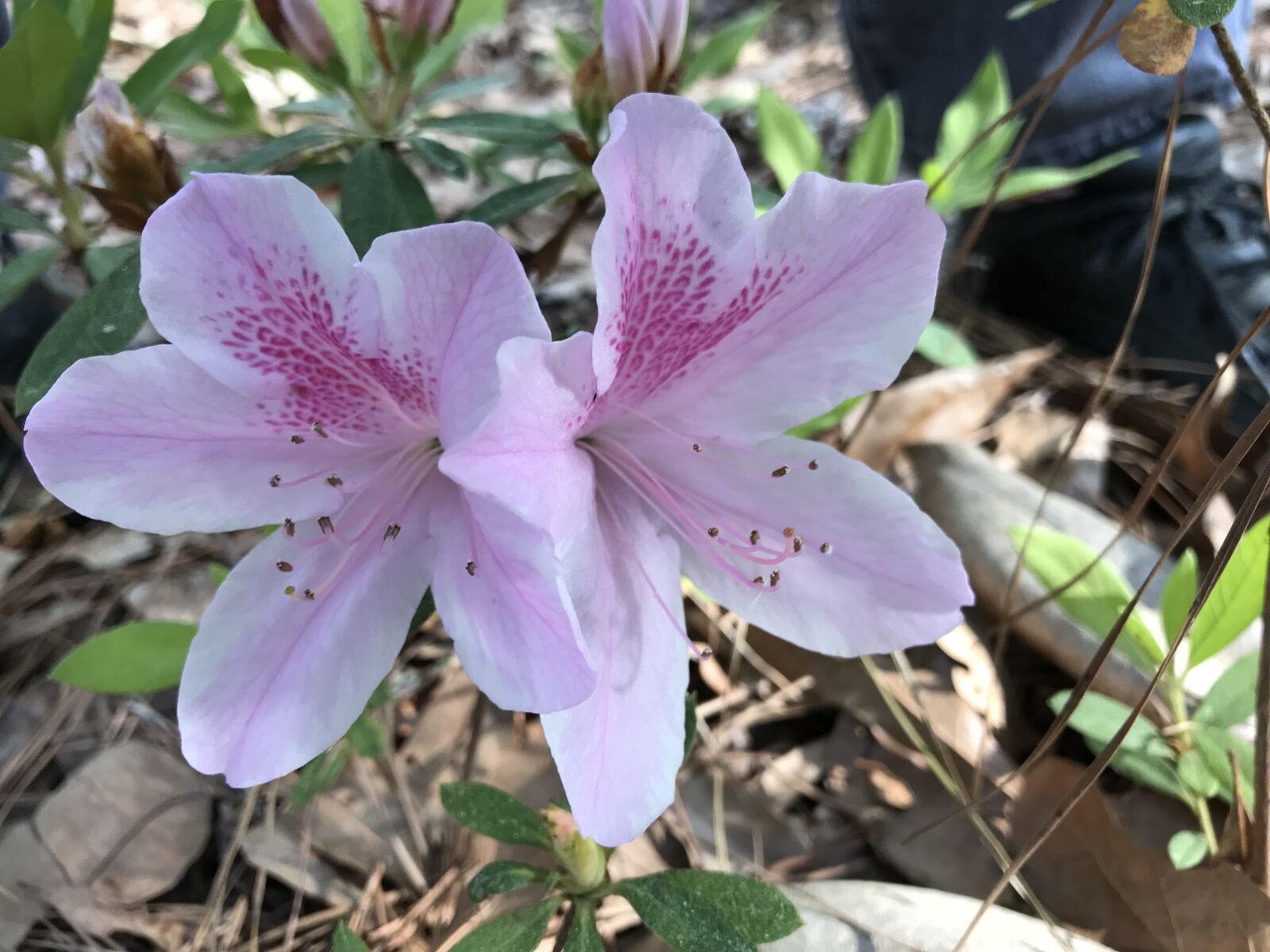iPhone 7 back camera 3.99mm f/1.8 sample photo. Azalea, plant plants, pink photography