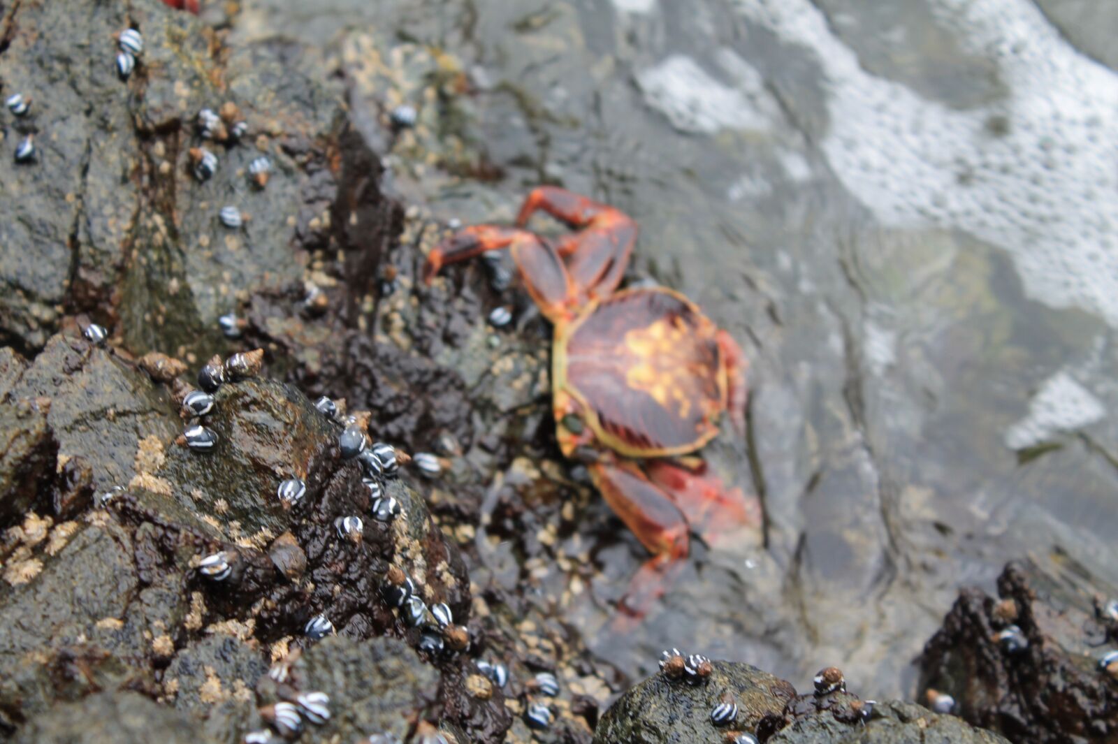 Canon EOS 1100D (EOS Rebel T3 / EOS Kiss X50) sample photo. Crab, animals, ocean photography