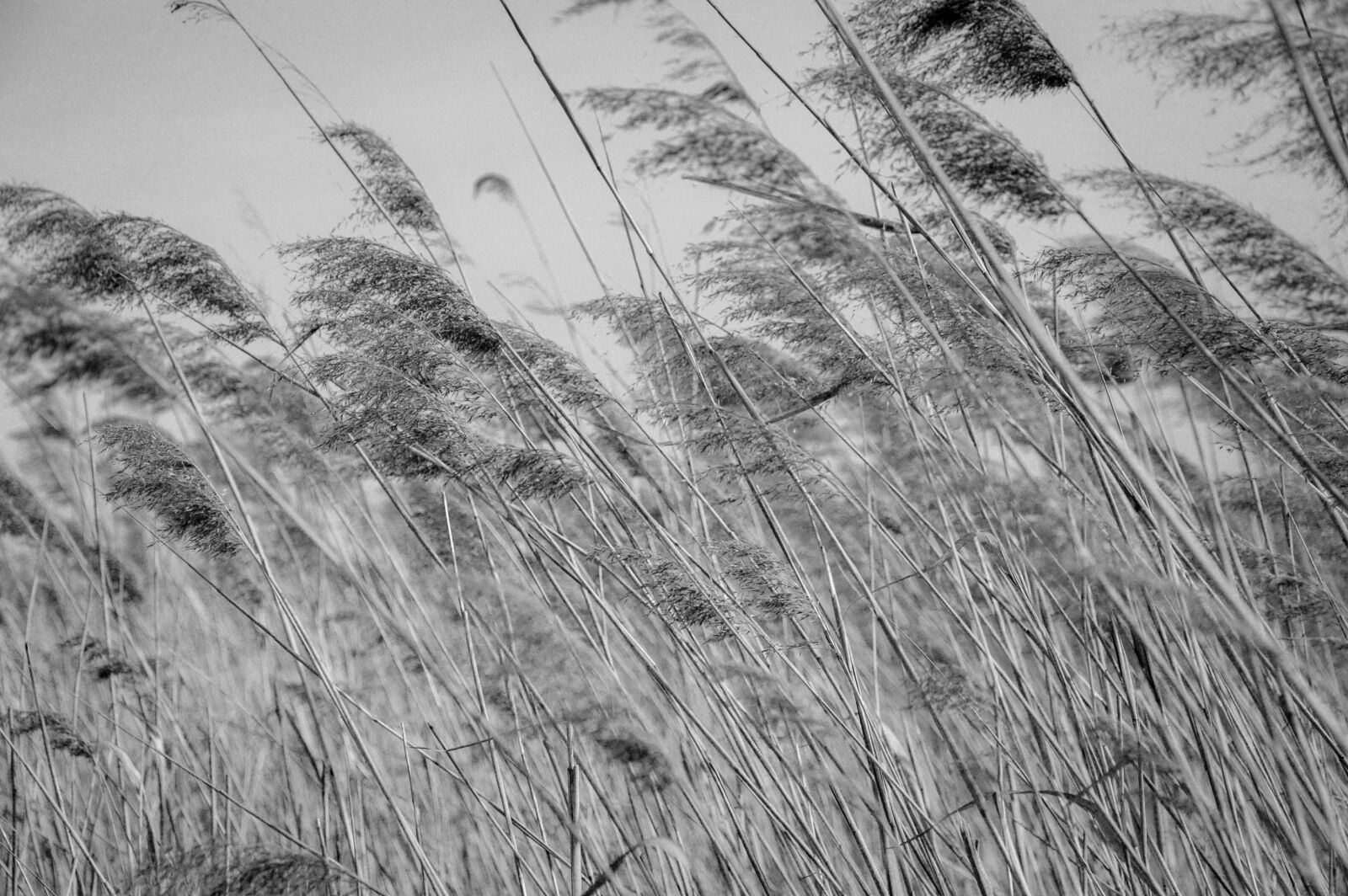 Nikon D3200 sample photo. Reeds, water, black photography