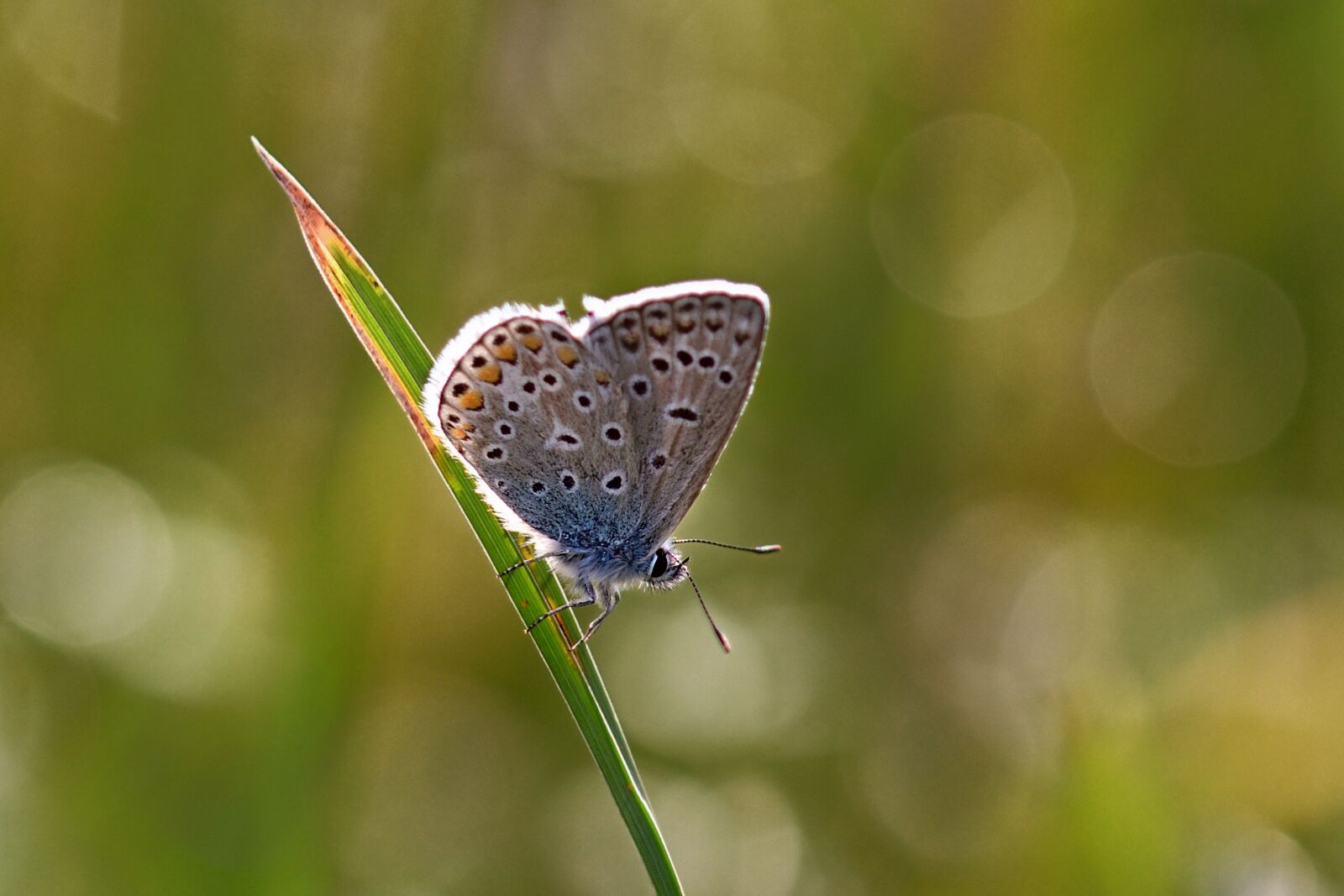 Nikon D5200 sample photo. Butterfly, common blue, meadow photography