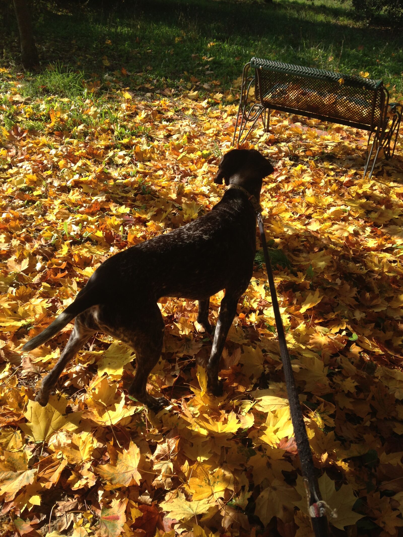 iPhone 5c back camera 4.12mm f/2.4 sample photo. Gsp, autumn, yellow leaves photography