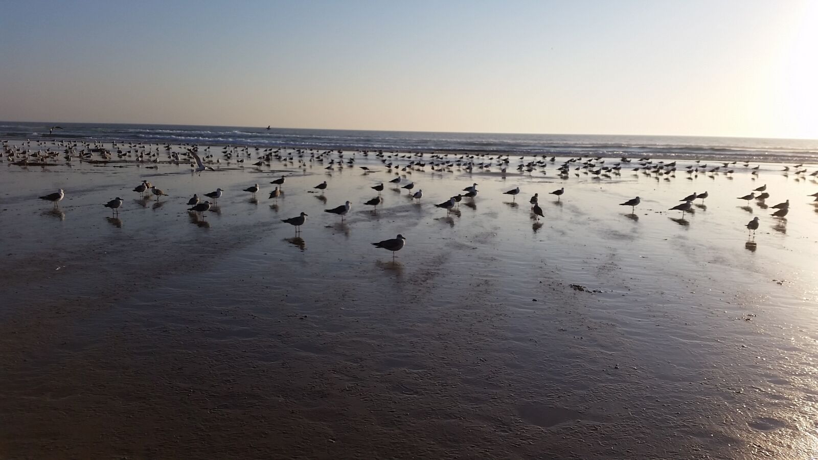 Samsung Galaxy S5 sample photo. Sea, beach, seagulls photography