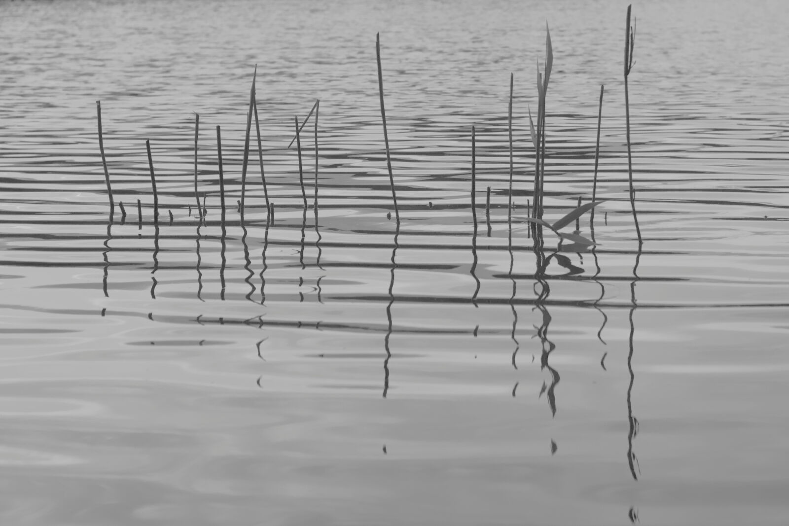 Canon EF 50mm F1.8 II sample photo. Theme, reflections photography