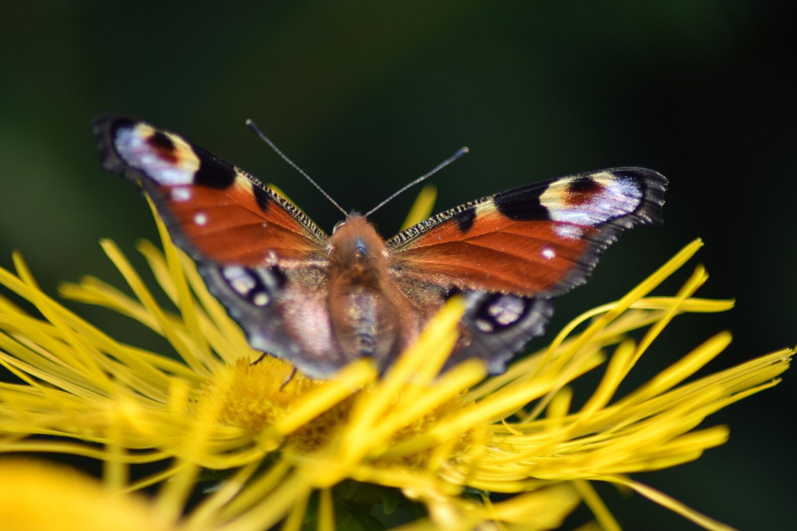 Nikon D3300 sample photo. Peacock, butterfly, flower photography