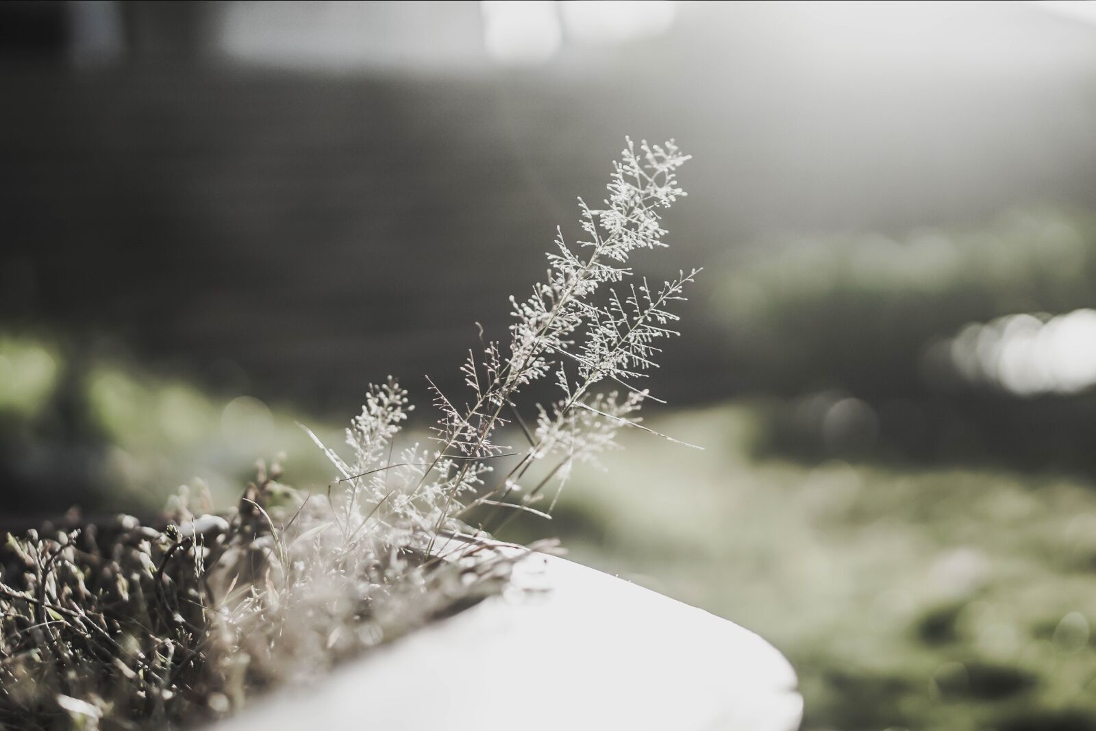 E 50mm F1.8 OSS sample photo. Tree, flowers, meadow photography