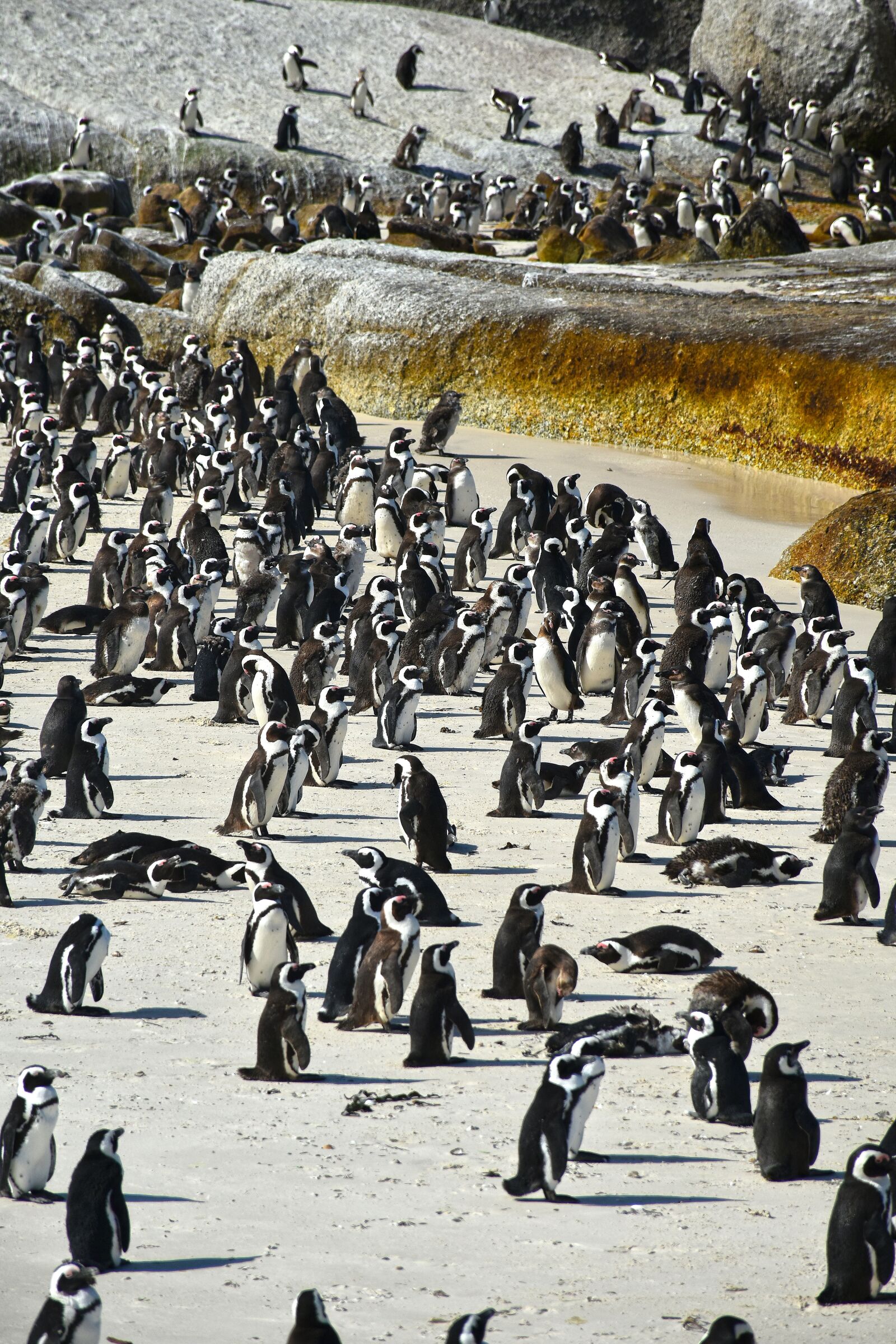 Nikon D5600 sample photo. Animal, penguin, bird photography
