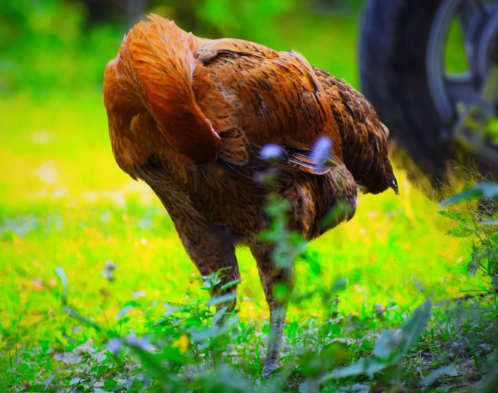 Nikon D5600 sample photo. Animal, nature, wildlife photography