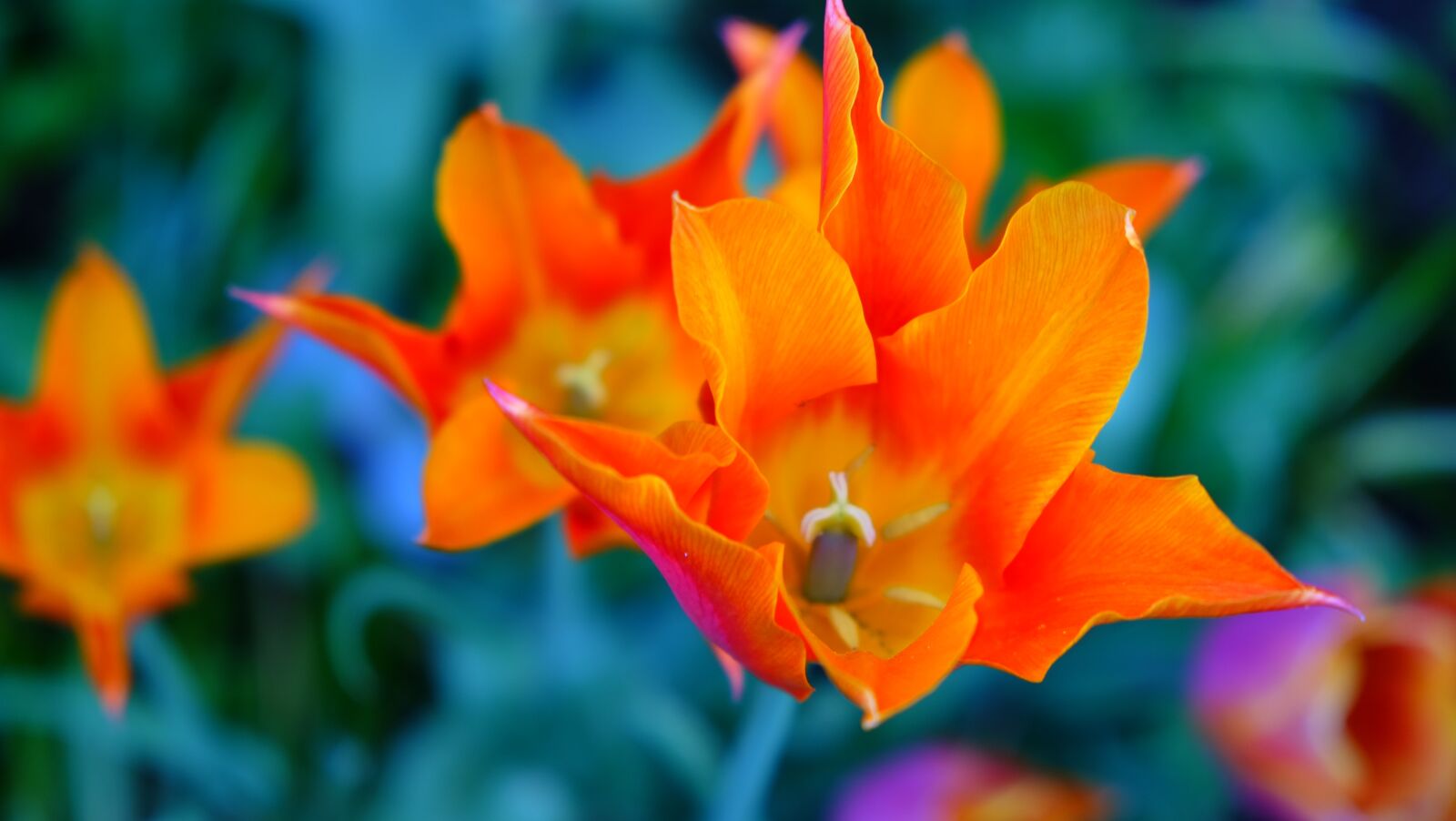 Fujifilm X-E2 sample photo. Tulips, glowing, colourful photography