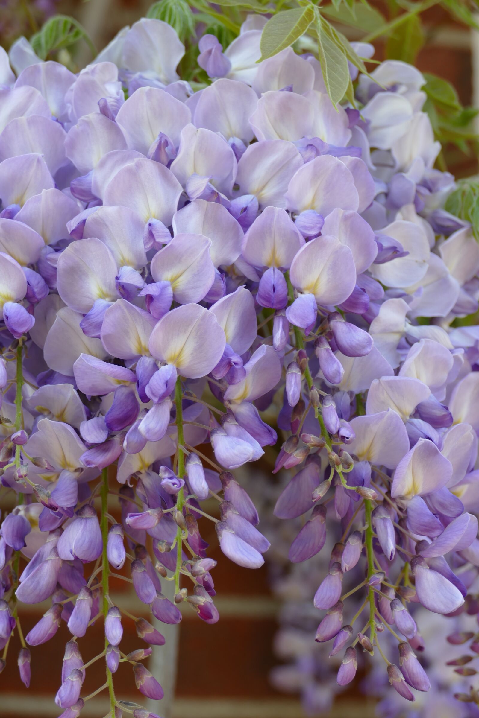 Panasonic Lumix DMC-FZ1000 sample photo. Wisteria, that, creeper photography