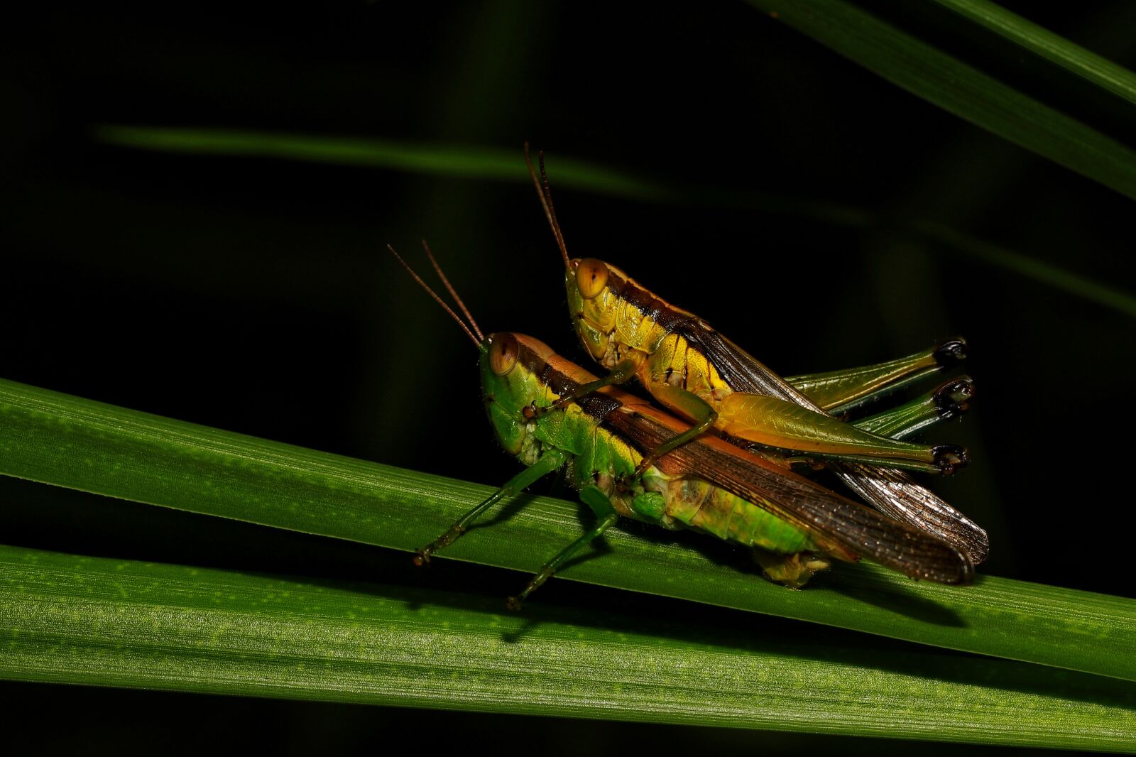 Canon EOS 6D Mark II sample photo. Chau, pinch, macro photography