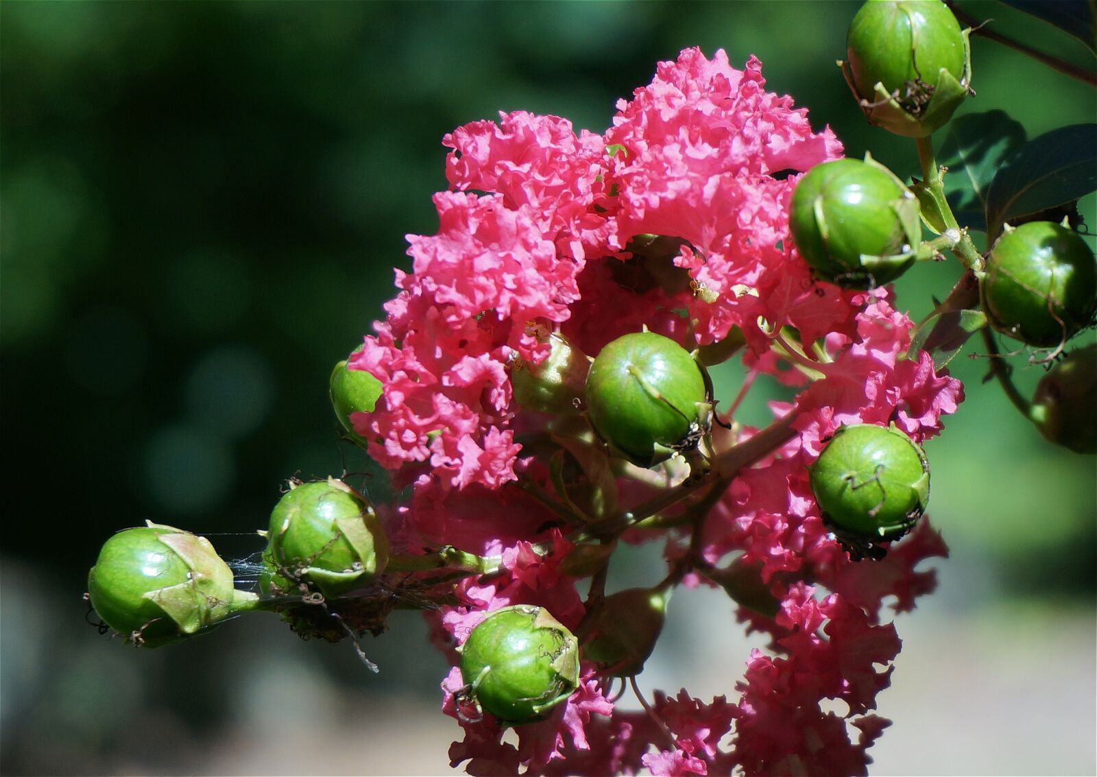 Sony Alpha NEX-5T sample photo. Crepe myrtle with seed photography