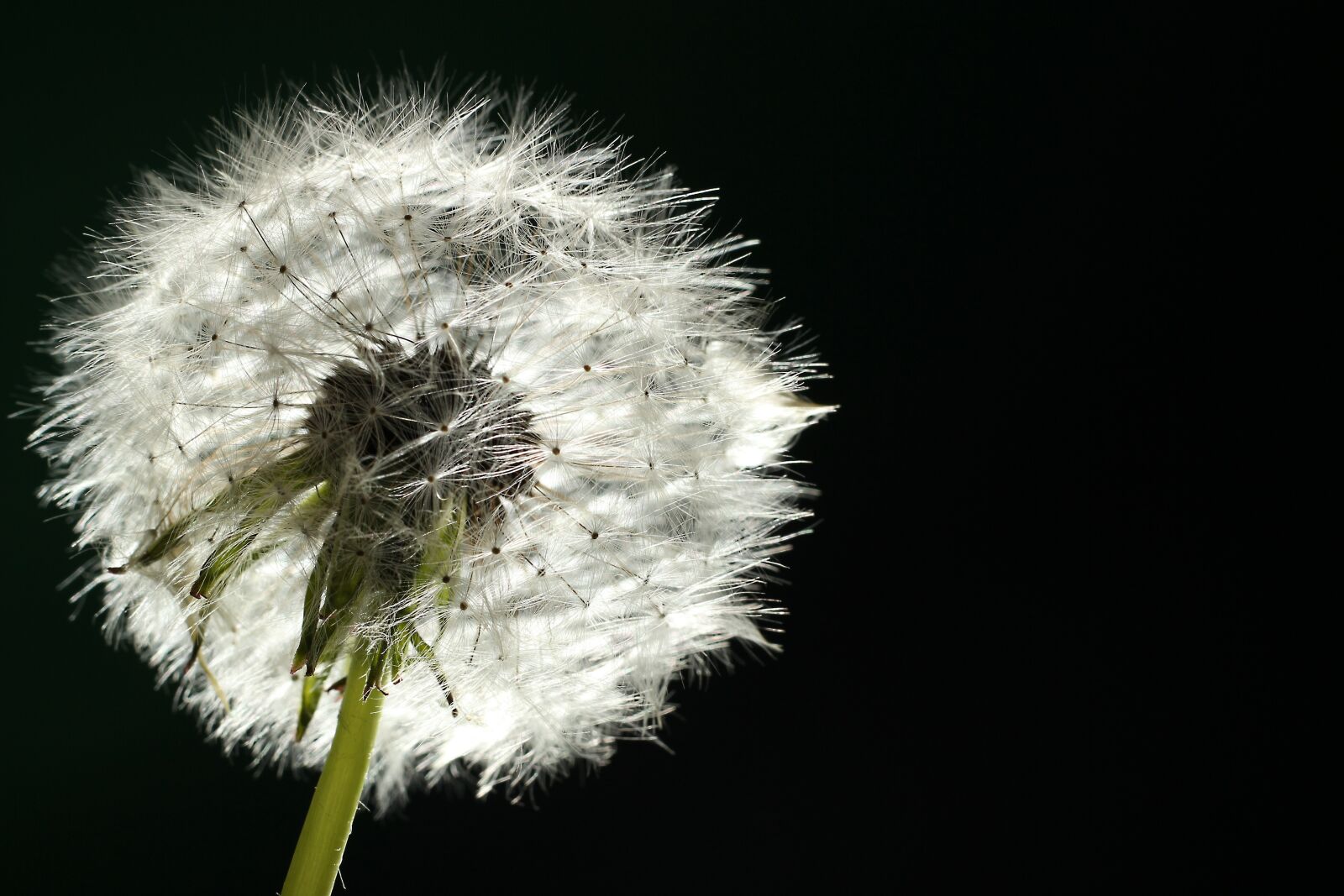Canon EOS 600D (Rebel EOS T3i / EOS Kiss X5) + Canon EF 50mm F1.8 II sample photo. Dandelion, backlighting, macro photography