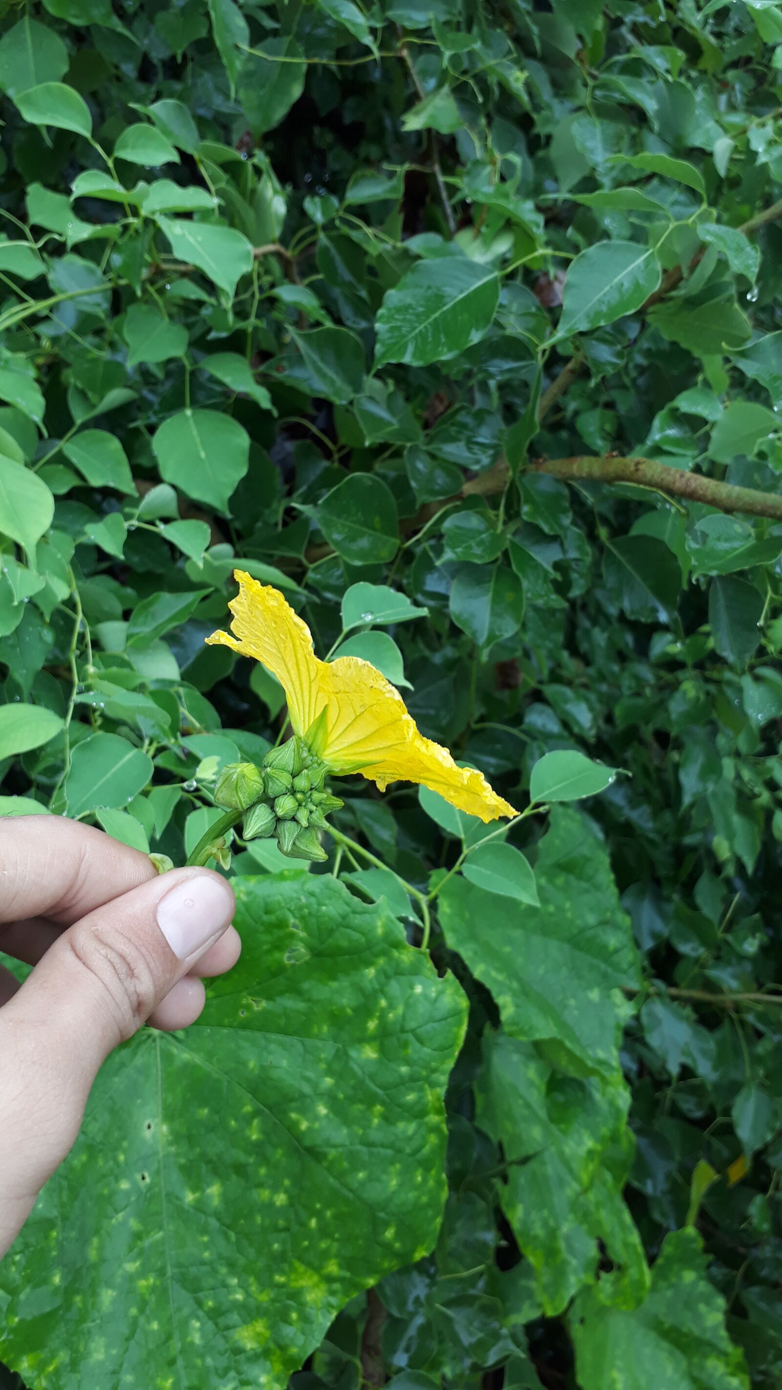 Samsung Galaxy J5 Prime sample photo. A beautiful flower in photography