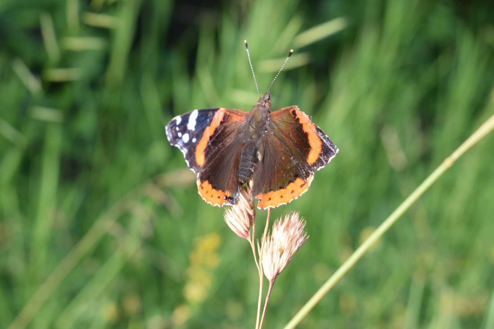 Nikon D5300 sample photo. Nature, flower, butterfly photography