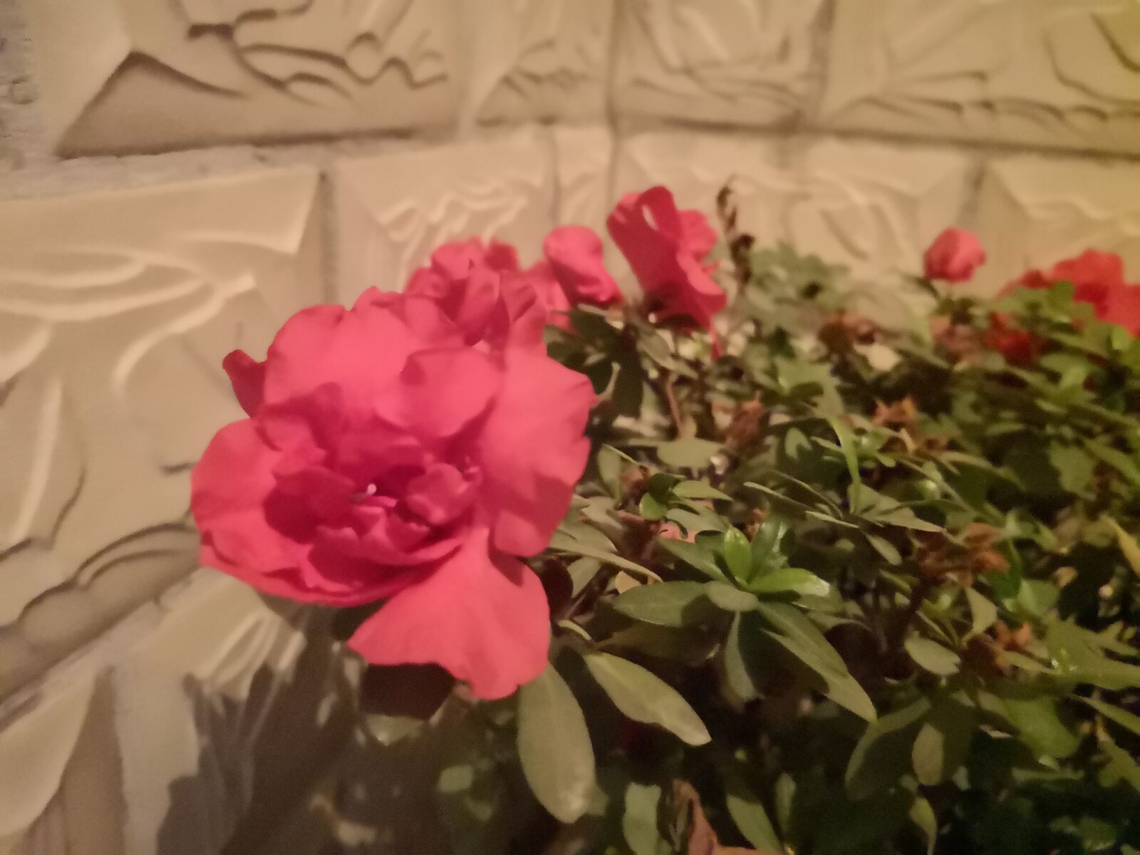 HUAWEI P20 sample photo. Flower, wallpaper, beautiful photography