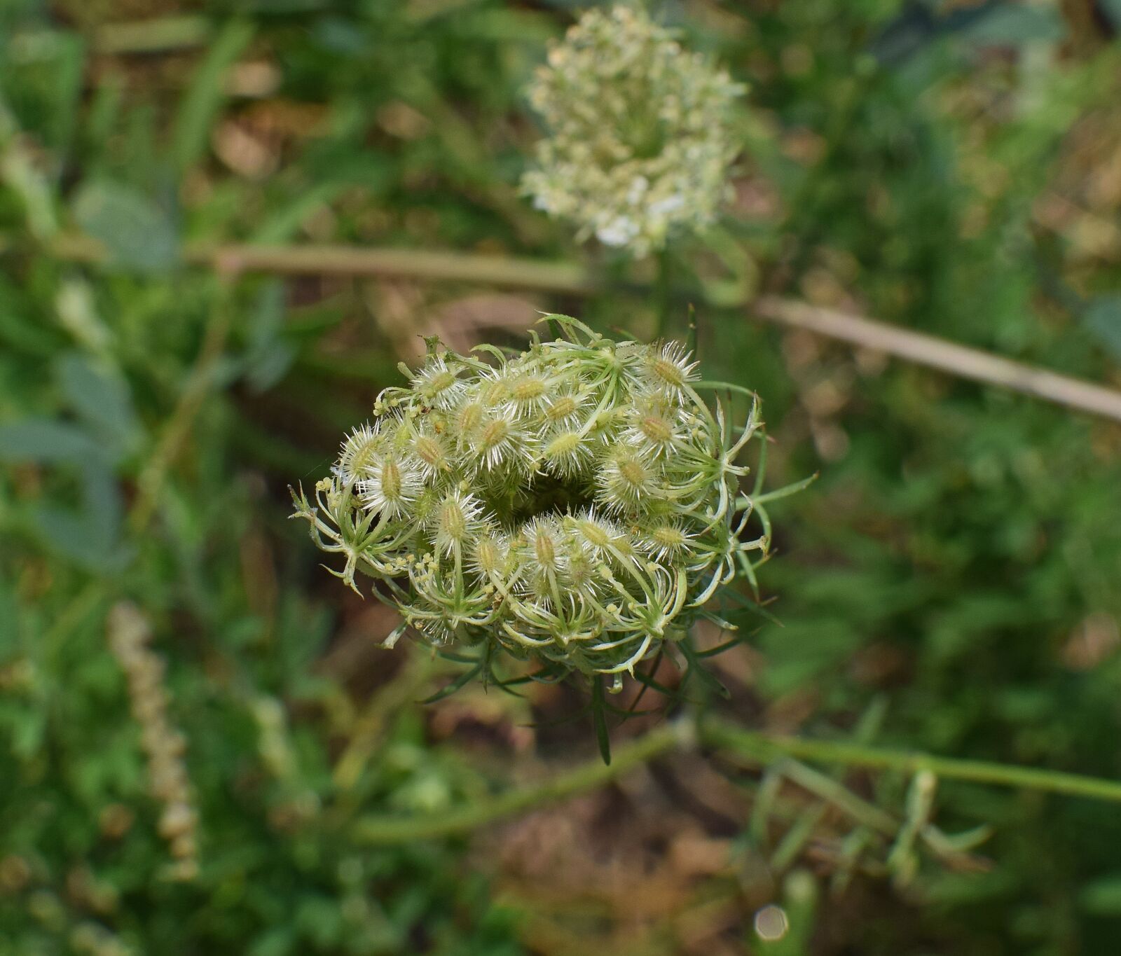 Nikon D3300 sample photo. Queen anne's lace bud photography