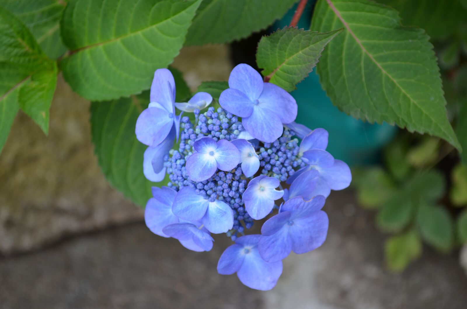 Nikon D5100 sample photo. Hydrangea, flowers, purple photography