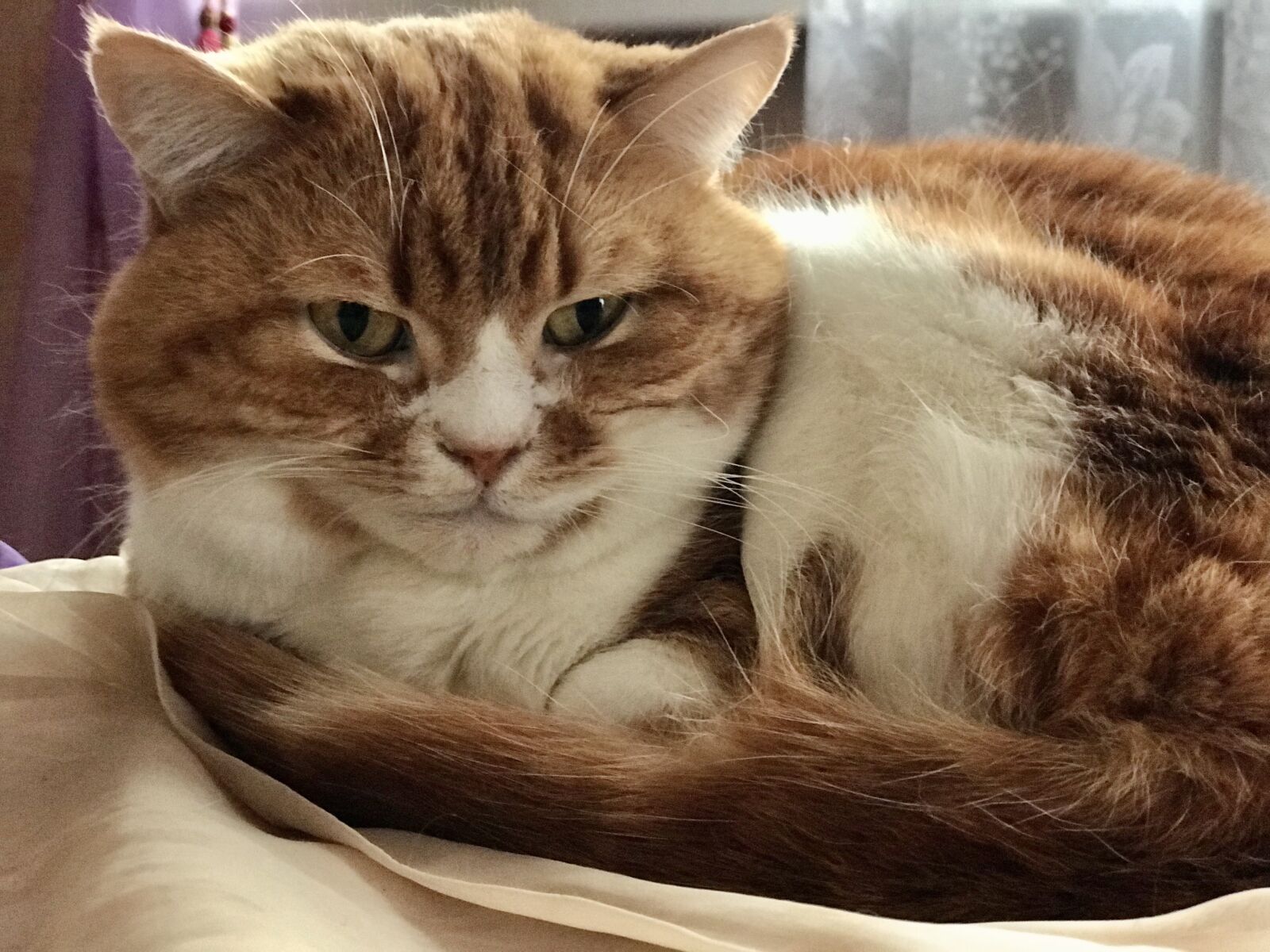 Apple iPhone 7 Plus sample photo. Cat, dream, redhead photography