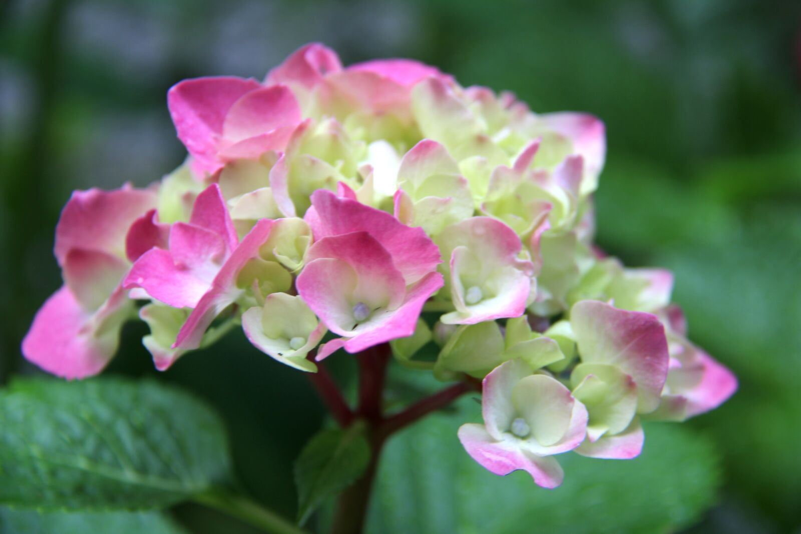 Canon EOS 1200D (EOS Rebel T5 / EOS Kiss X70 / EOS Hi) sample photo. Nature, flower, plant photography