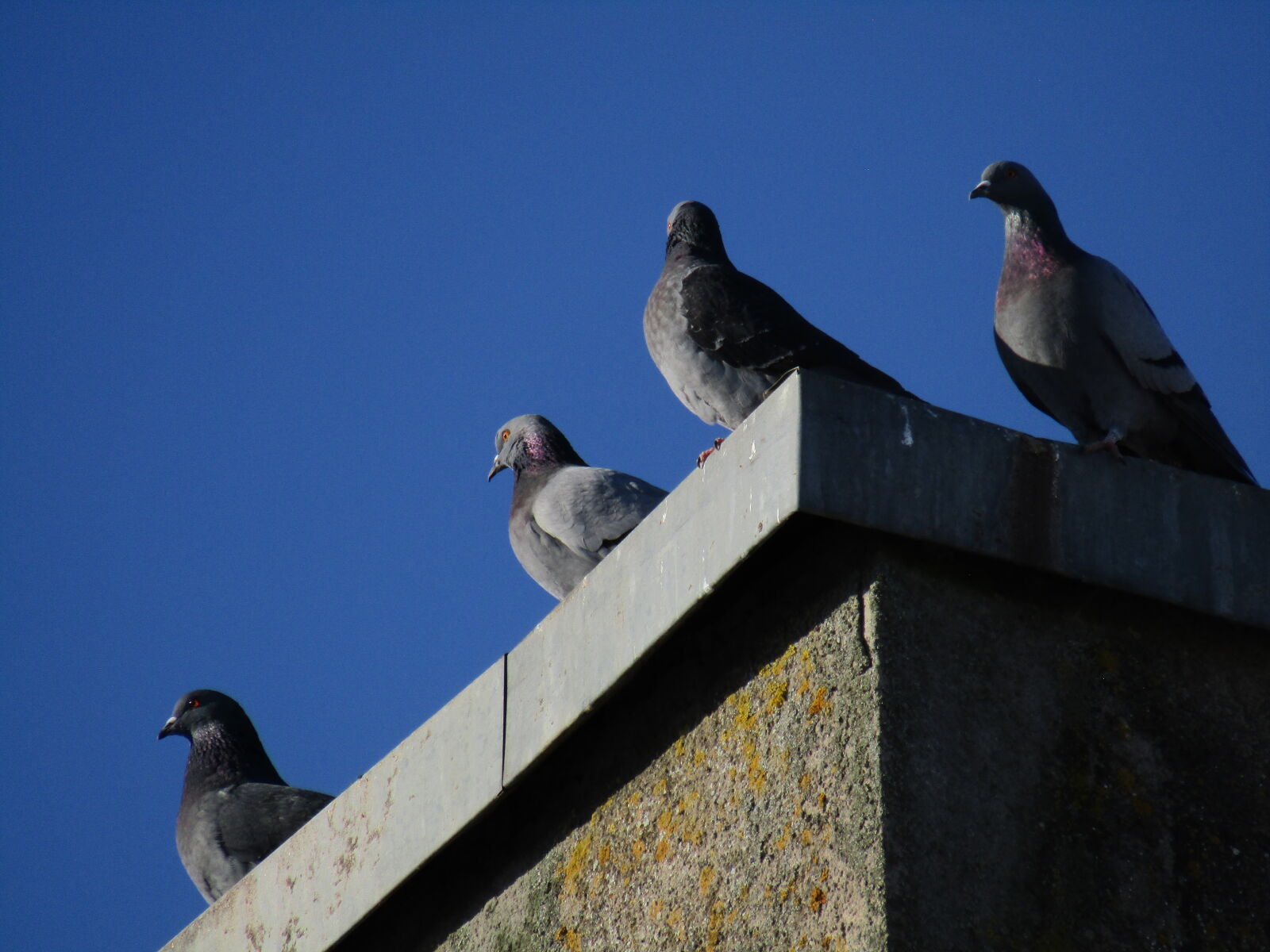 Canon PowerShot SX420 IS sample photo