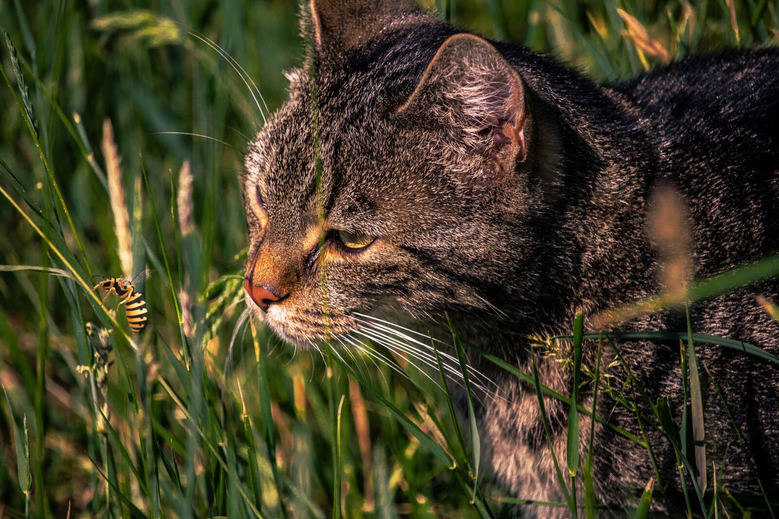 Canon EOS 700D (EOS Rebel T5i / EOS Kiss X7i) sample photo. Cat, meadow, wasp photography