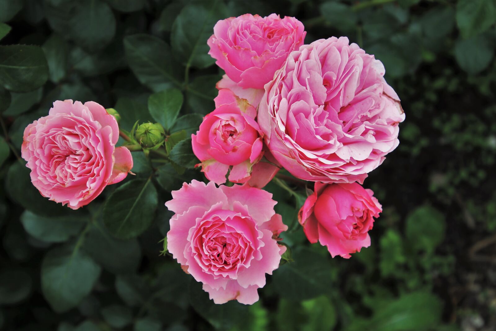 Canon EOS 80D sample photo. Roses, rosebush that, garden photography