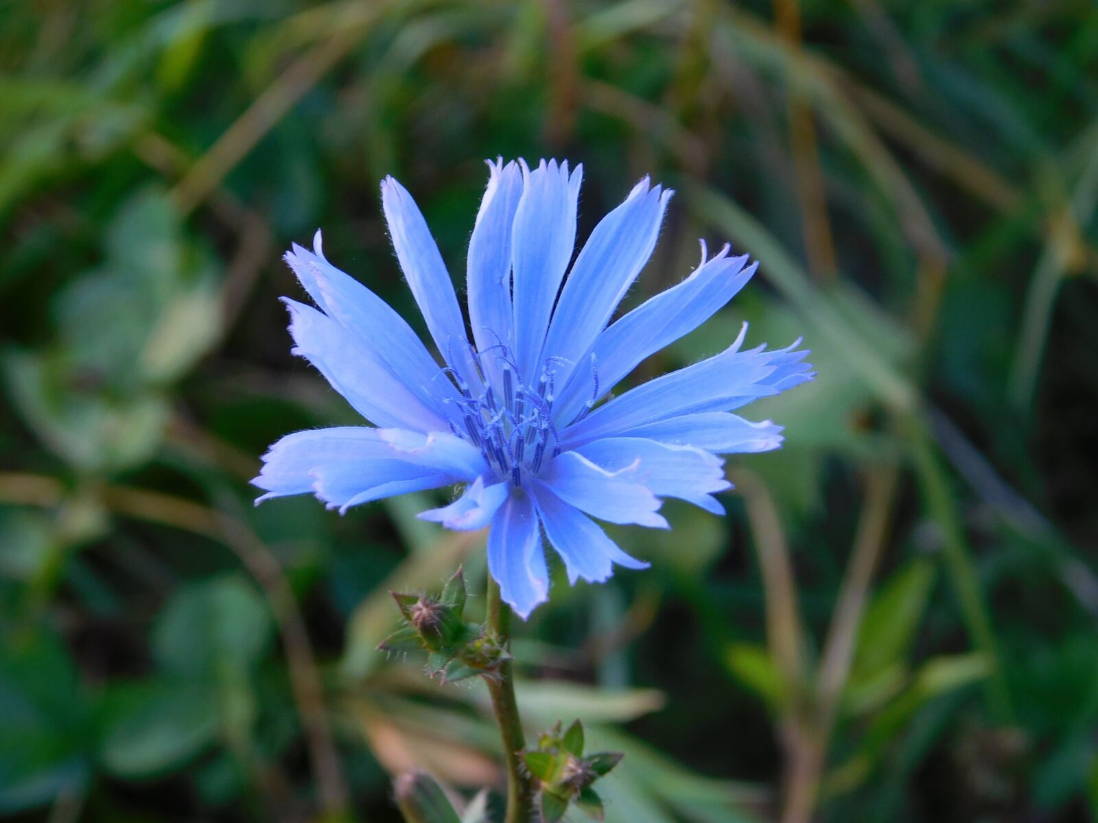 Nikon Coolpix L840 sample photo. Autumn, flower, nature photography
