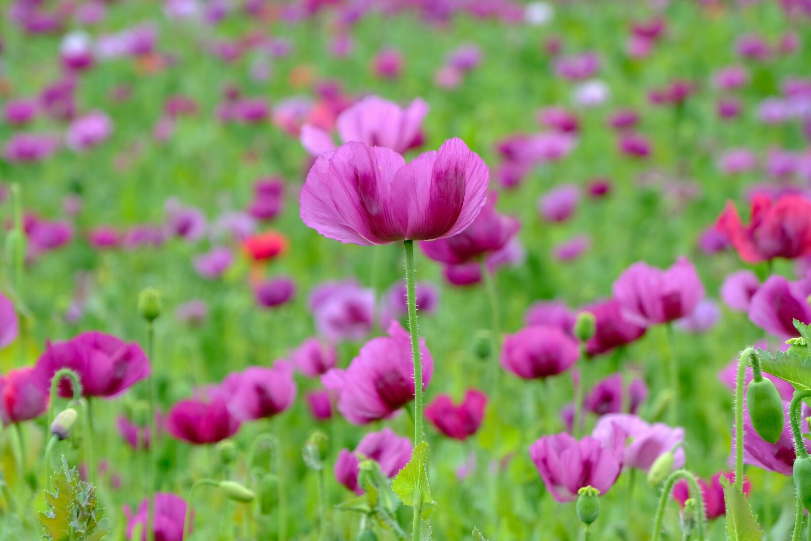 Fujifilm X-T3 sample photo. Poppy, violet, poppy flower photography