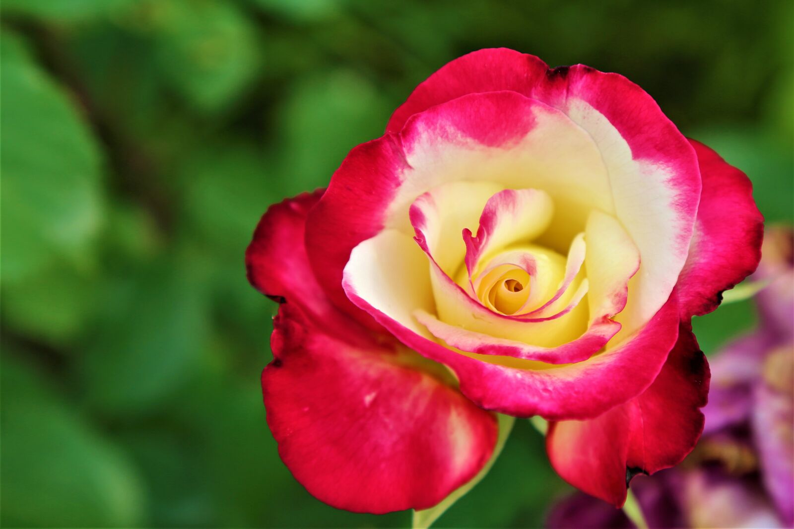 Canon EF 24-105mm F4L IS USM sample photo. Rose, spring, nature photography