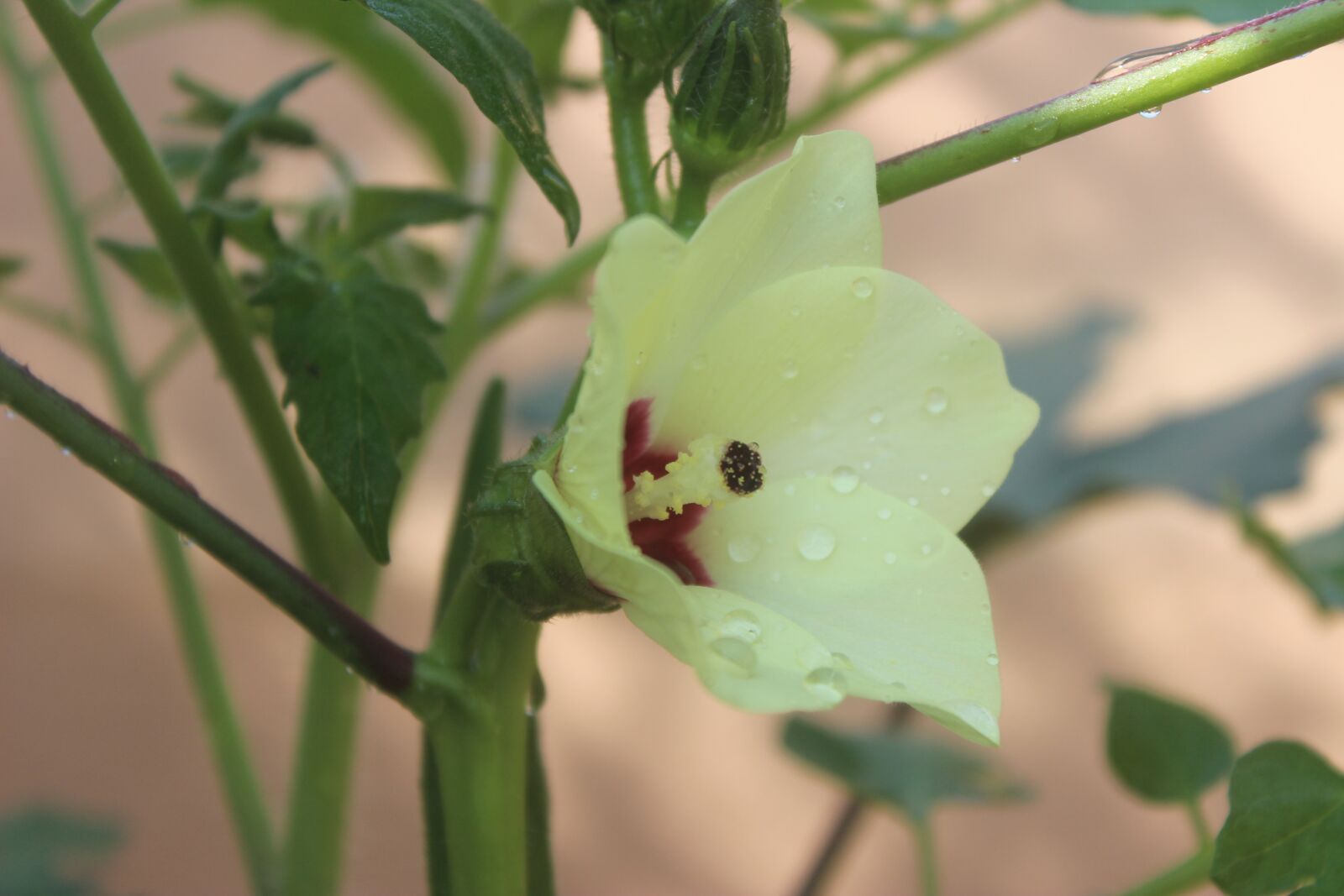 Canon EOS 600D (Rebel EOS T3i / EOS Kiss X5) sample photo. Okra, okra flowers, vegetable photography