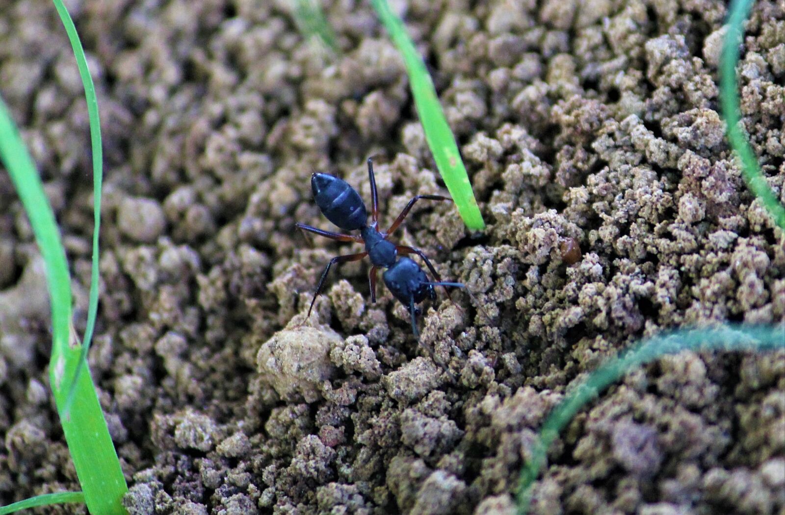Canon EOS 1200D (EOS Rebel T5 / EOS Kiss X70 / EOS Hi) sample photo. Ant, formicidae, arthropod photography