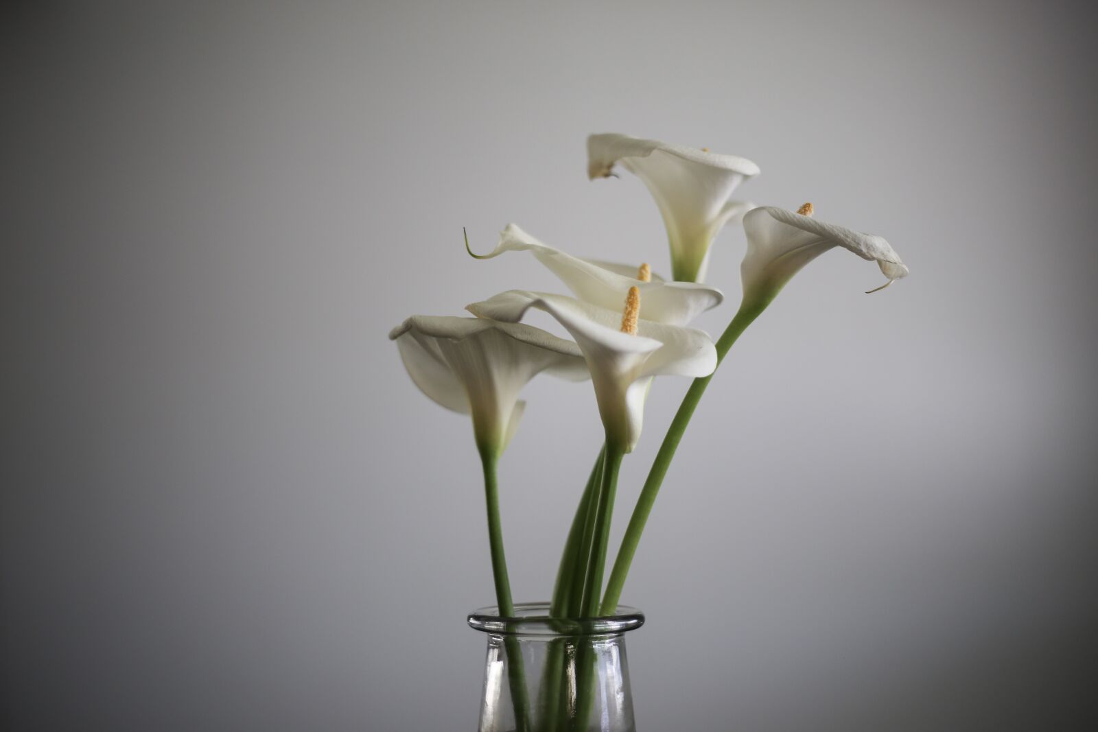 Canon EF 50mm F1.8 STM sample photo. Calla lily, lily, flower photography