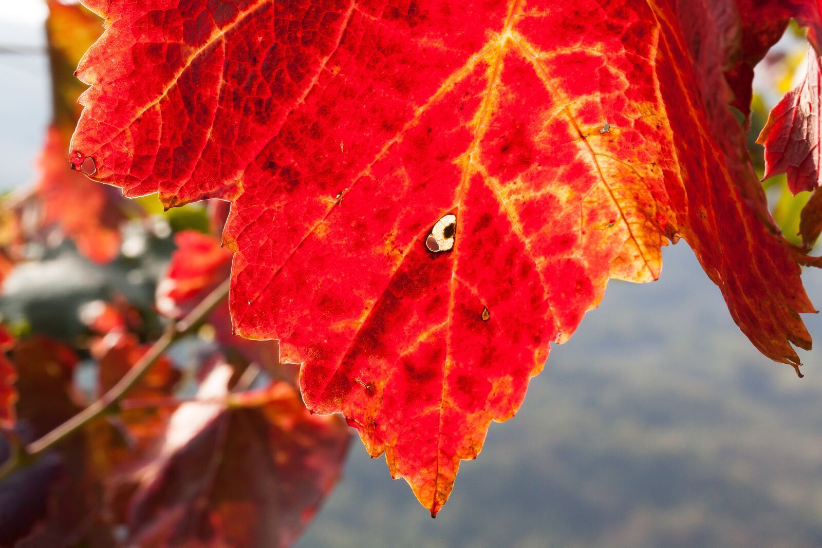 Canon EOS 50D sample photo. Wine, leaf, wine harvest photography