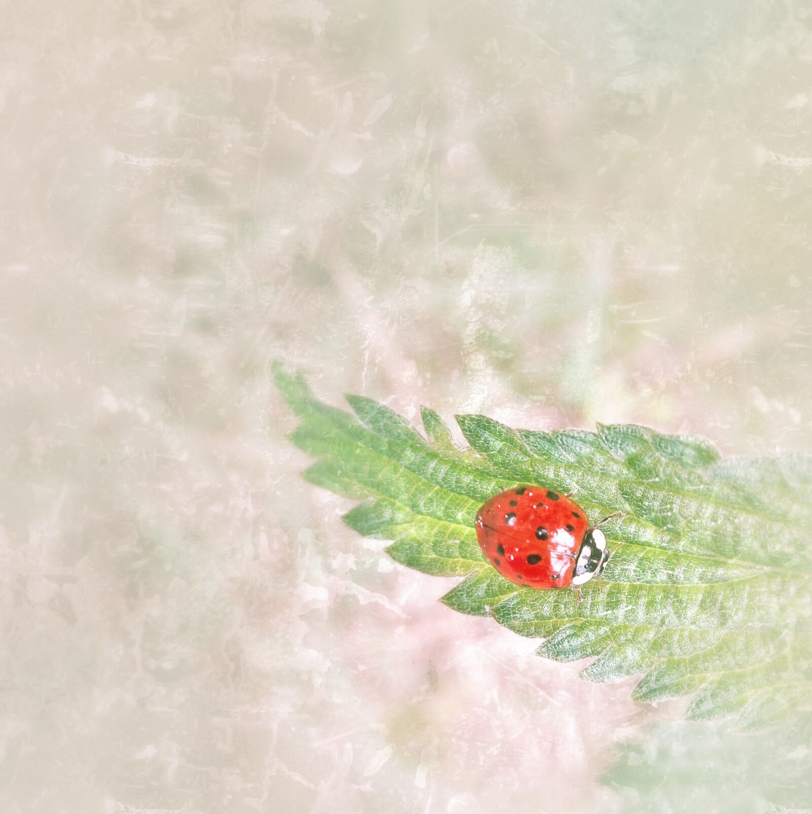 HUAWEI P8 Lite sample photo. Ladybug, brennessel, small photography