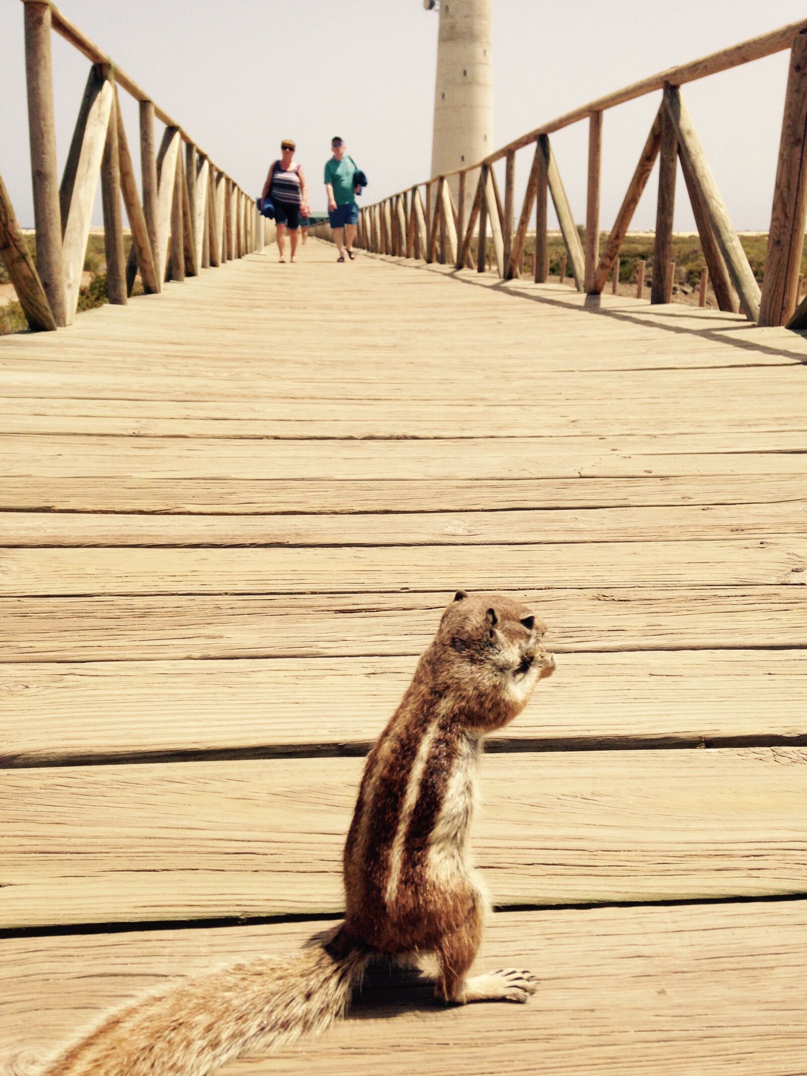 iPhone 5 back camera 4.12mm f/2.4 sample photo. Squirrel photography