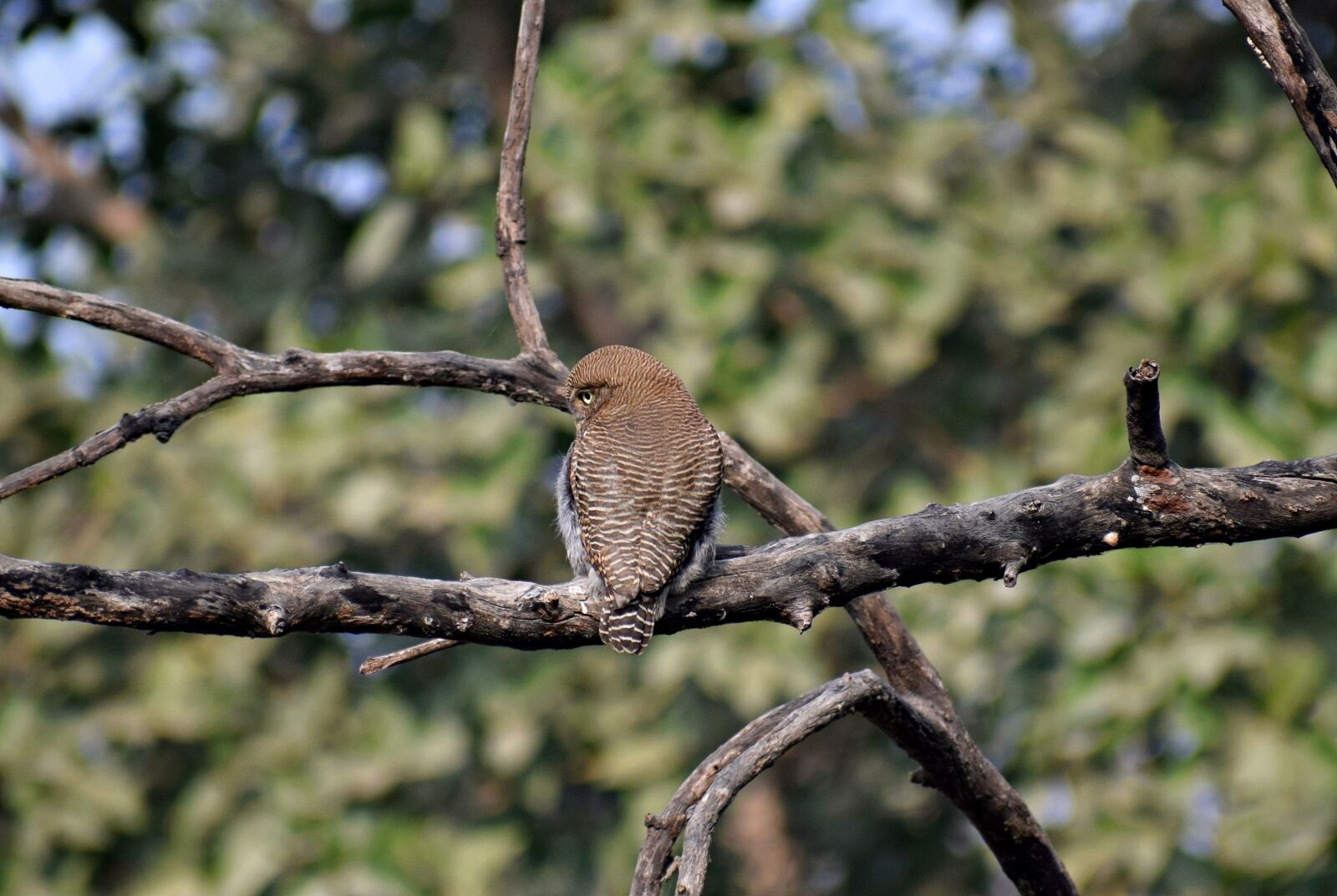 Nikon D3300 sample photo. Owl, bird, sitting photography