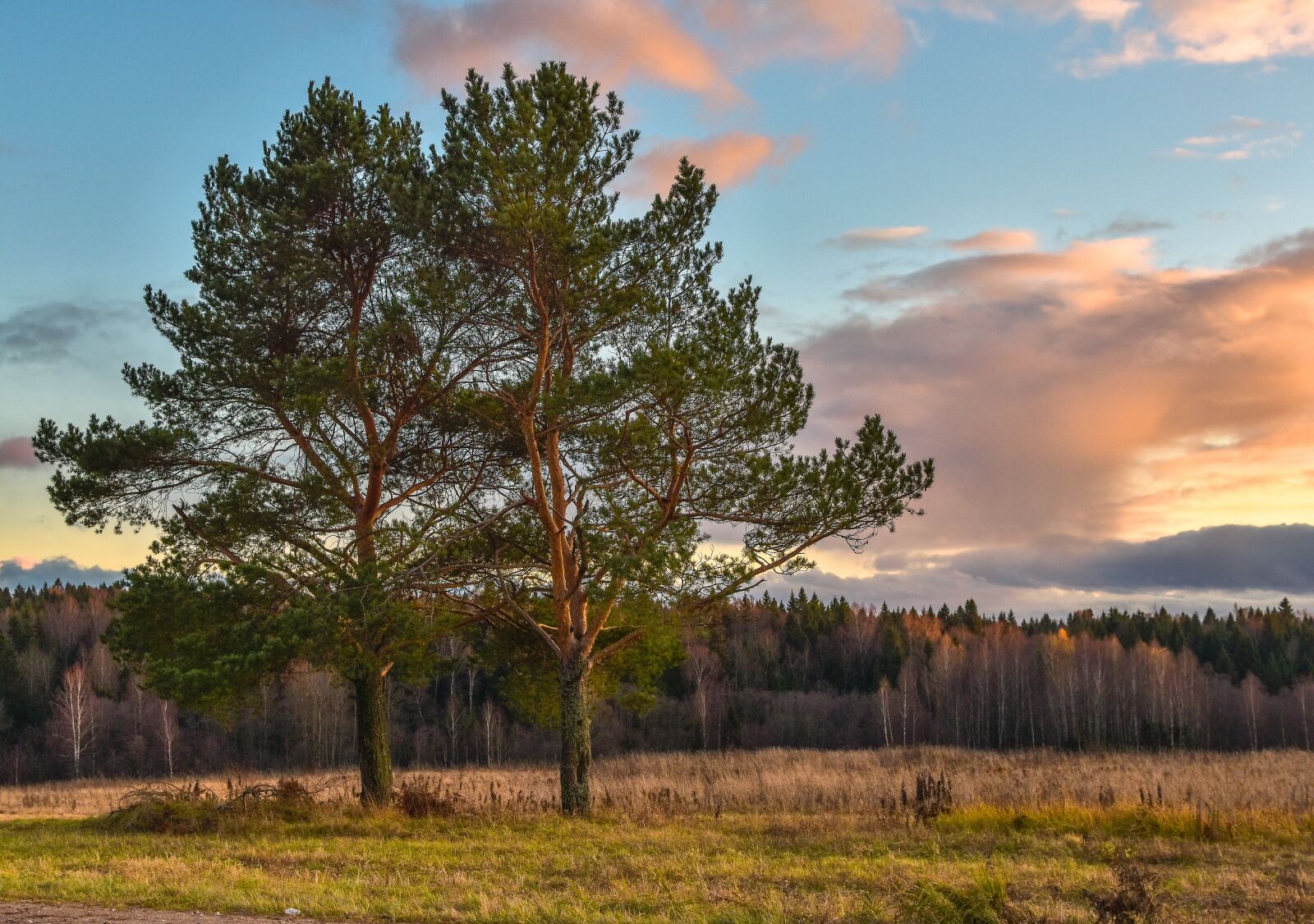Nikon D5500 sample photo. Landscape, nature, trees photography