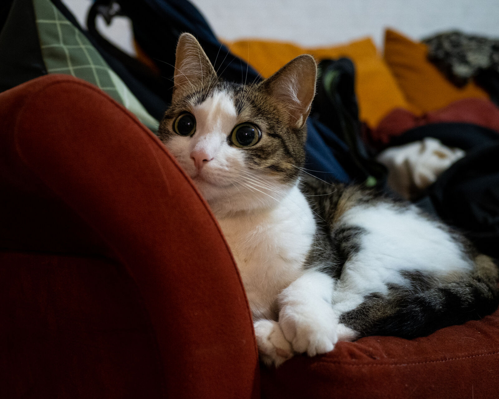 Nikon Z fc sample photo. Adorable cat stare photography