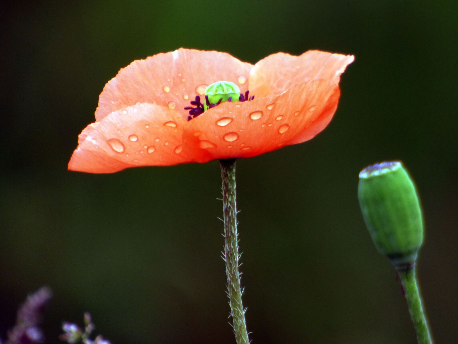 Panasonic DMC-FZ72 sample photo. Flower, poppy, nature photography