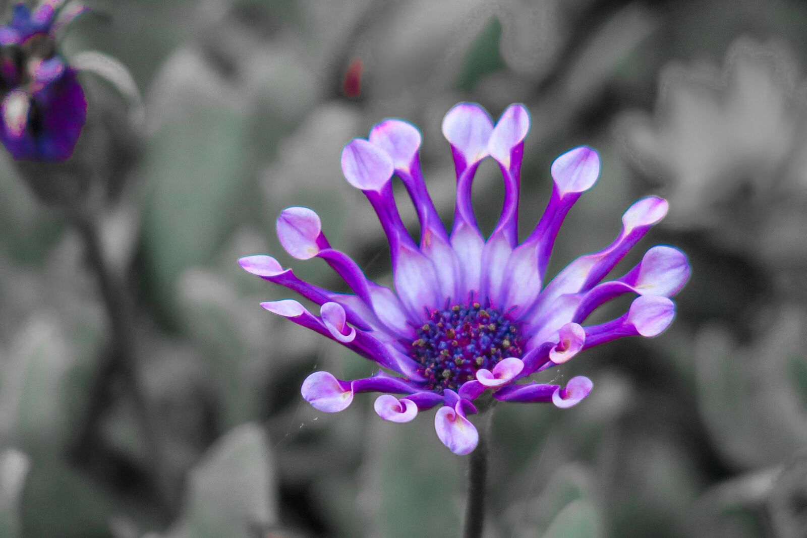 Canon PowerShot G3 X sample photo. Flower, natural, summer photography