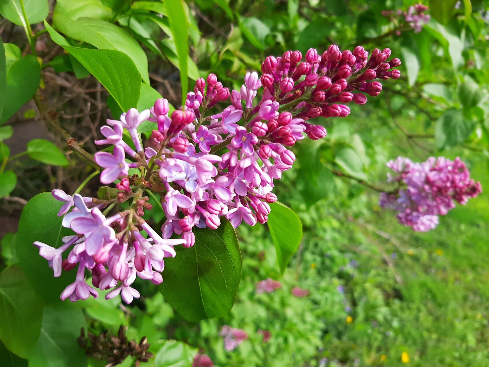 Samsung Galaxy A50 sample photo. Lilac, purple flower, purple photography