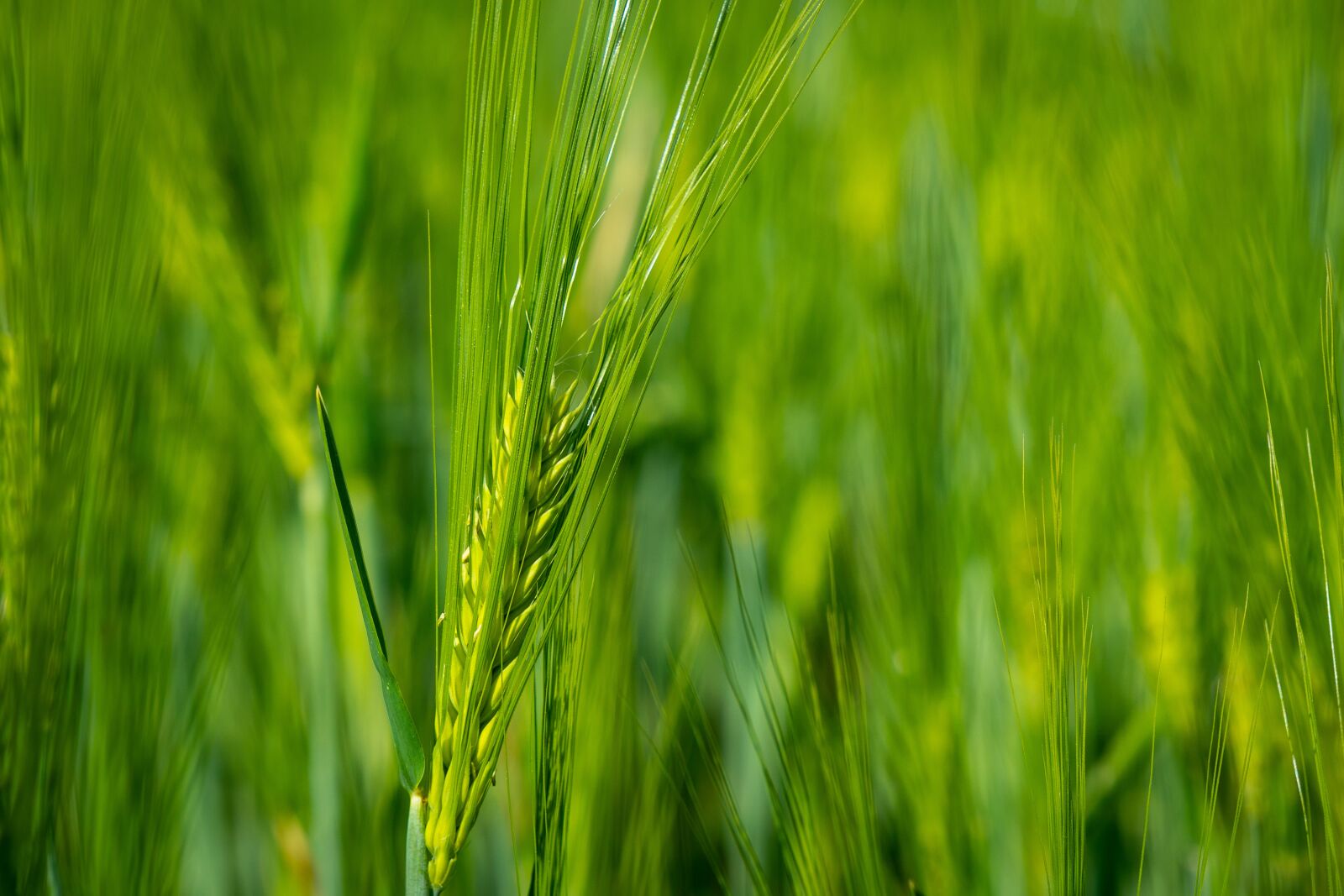 Sony a6500 + Sony Vario-Tessar T* E 16-70mm F4 ZA OSS sample photo. Wheat, stem, agriculture photography