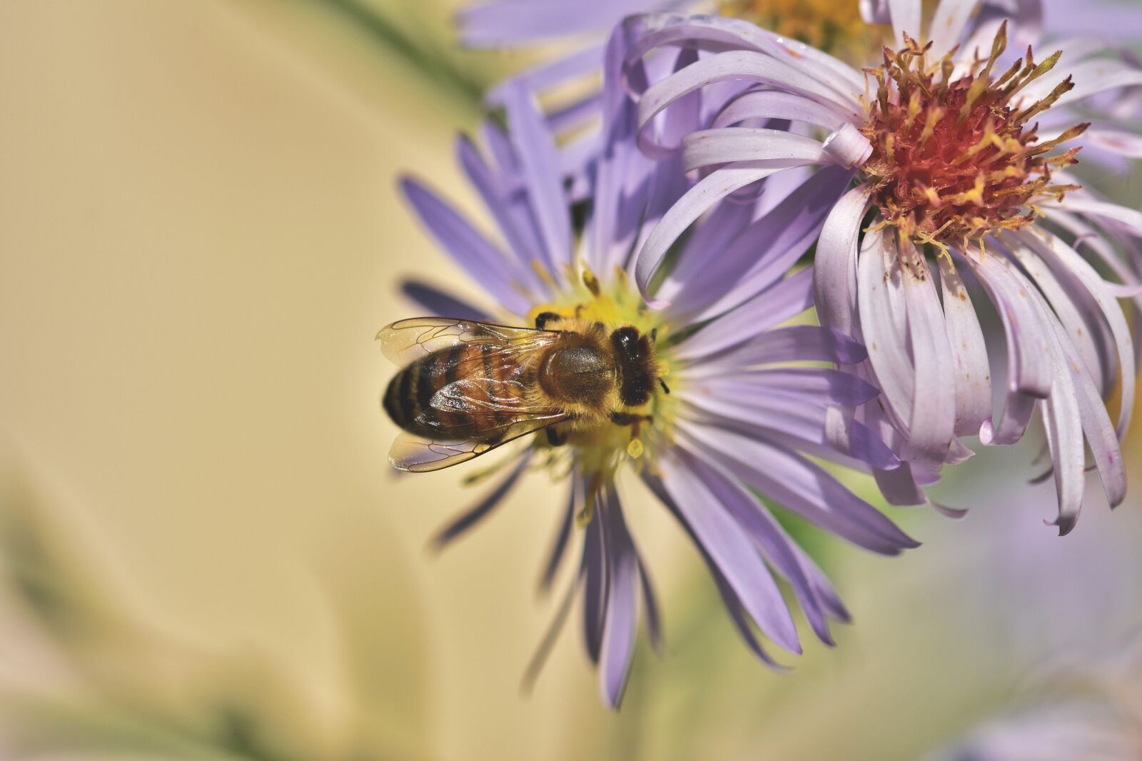 Nikon D7200 sample photo. Bee, honey bee, insect photography