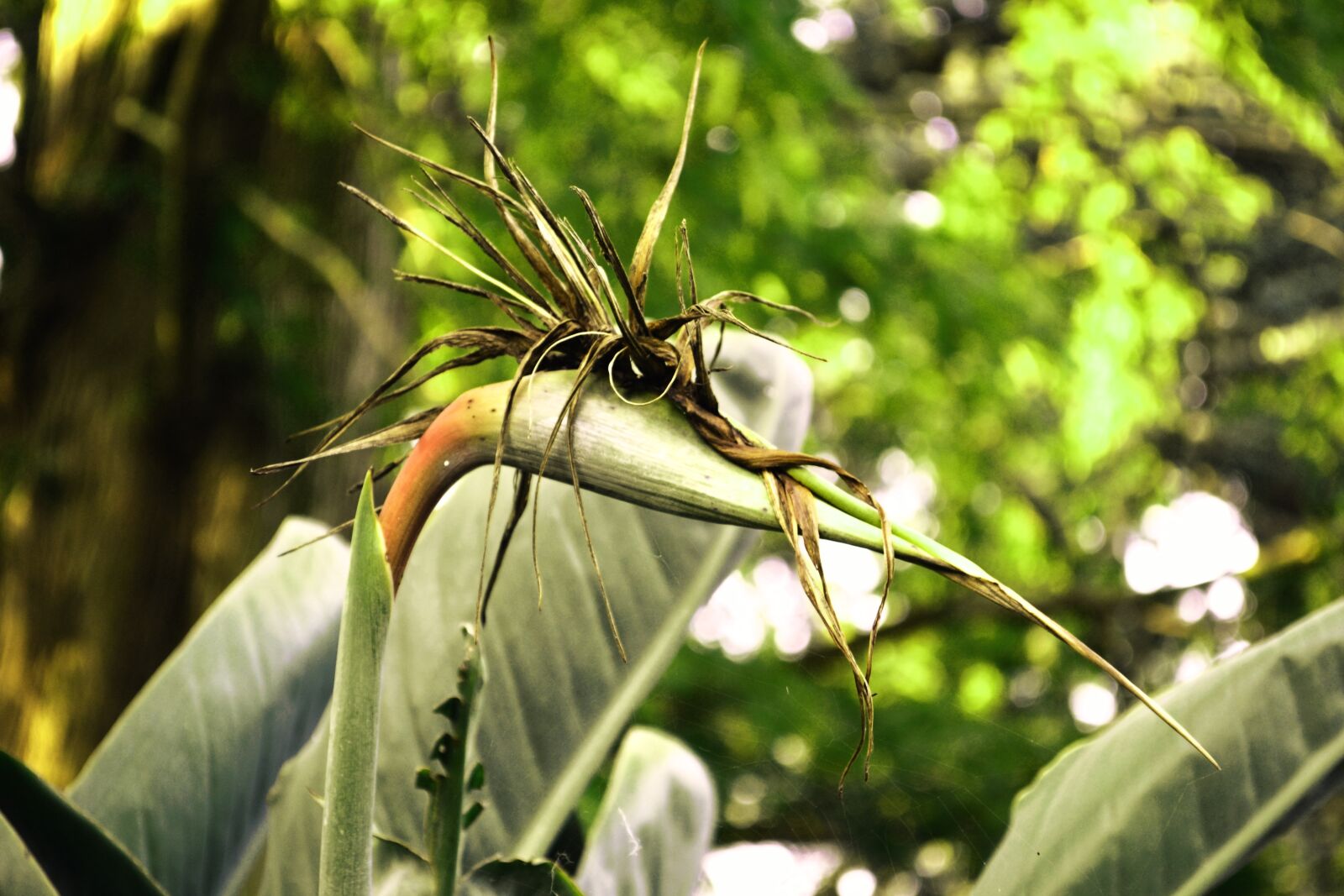 Nikon D3100 sample photo. Plant, bird, palm photography
