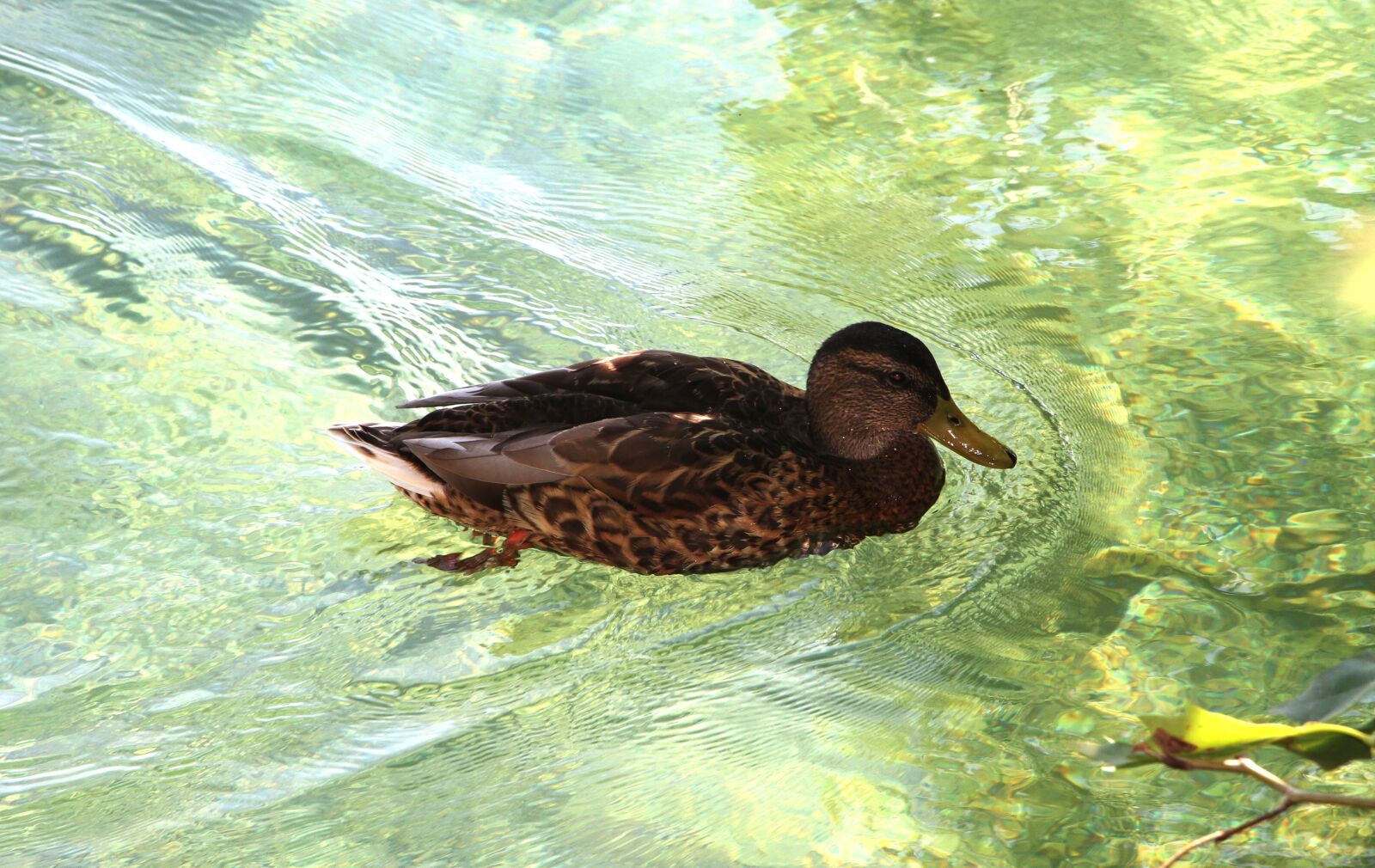 Canon EOS 7D + Canon EF-S 18-135mm F3.5-5.6 IS STM sample photo. Duck, lake, nature photography