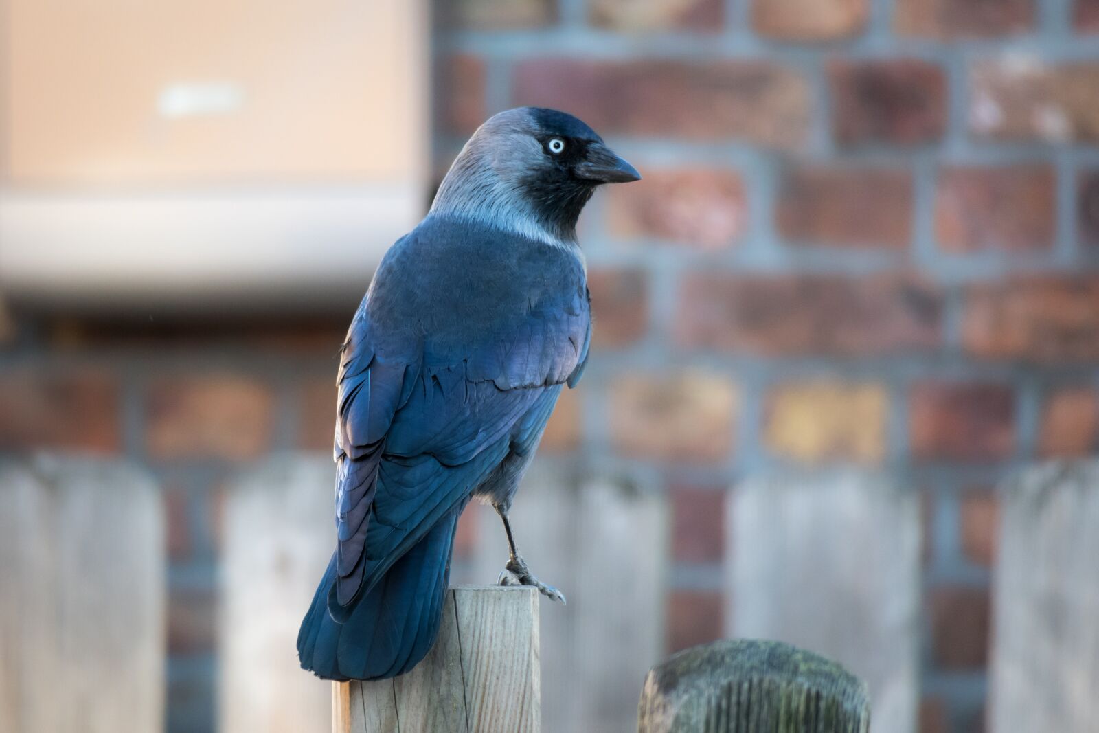 Canon PowerShot G3 X sample photo. Jackdaw, raven, crow photography