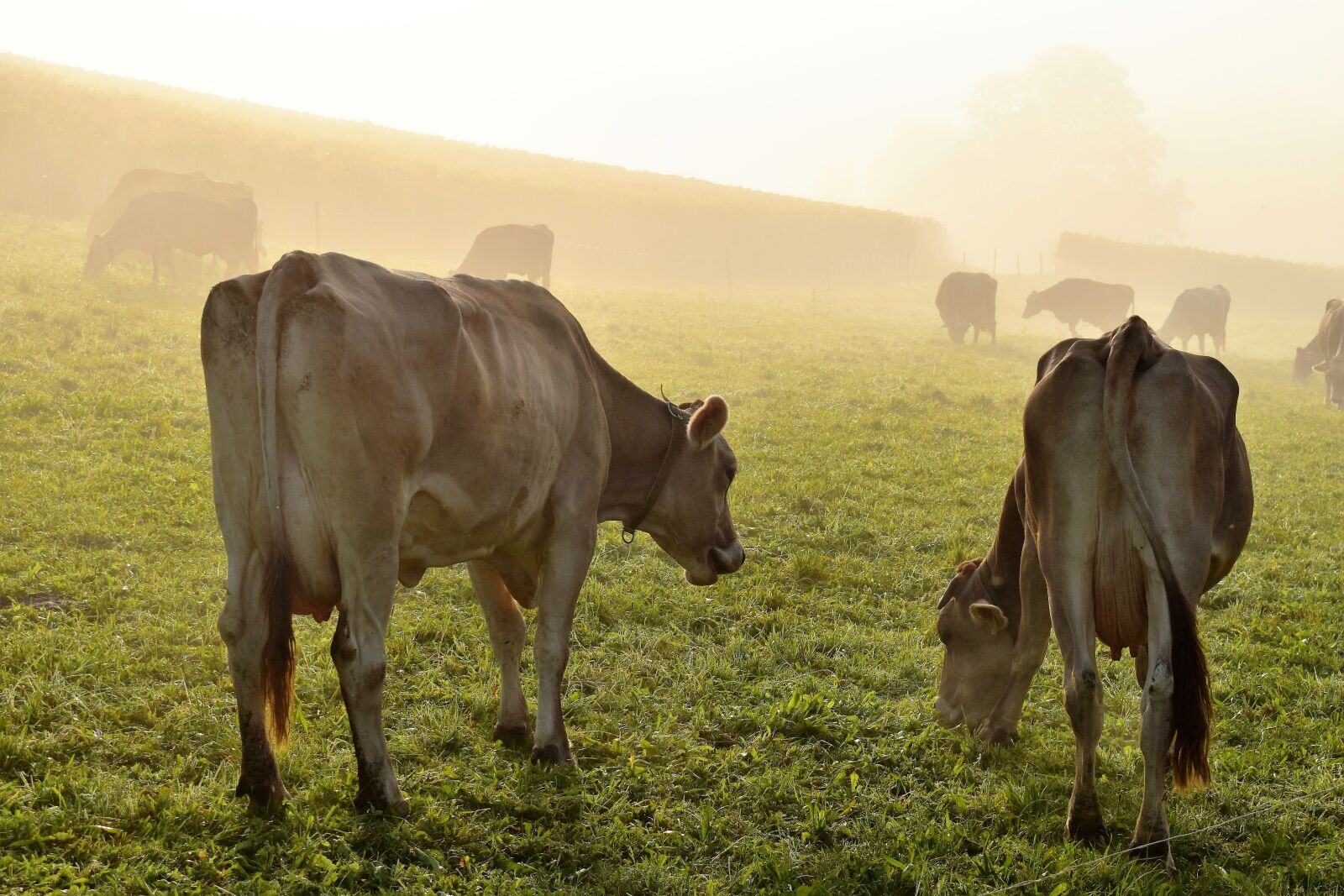 Nikon D5500 sample photo. Cows, meadow, graze photography