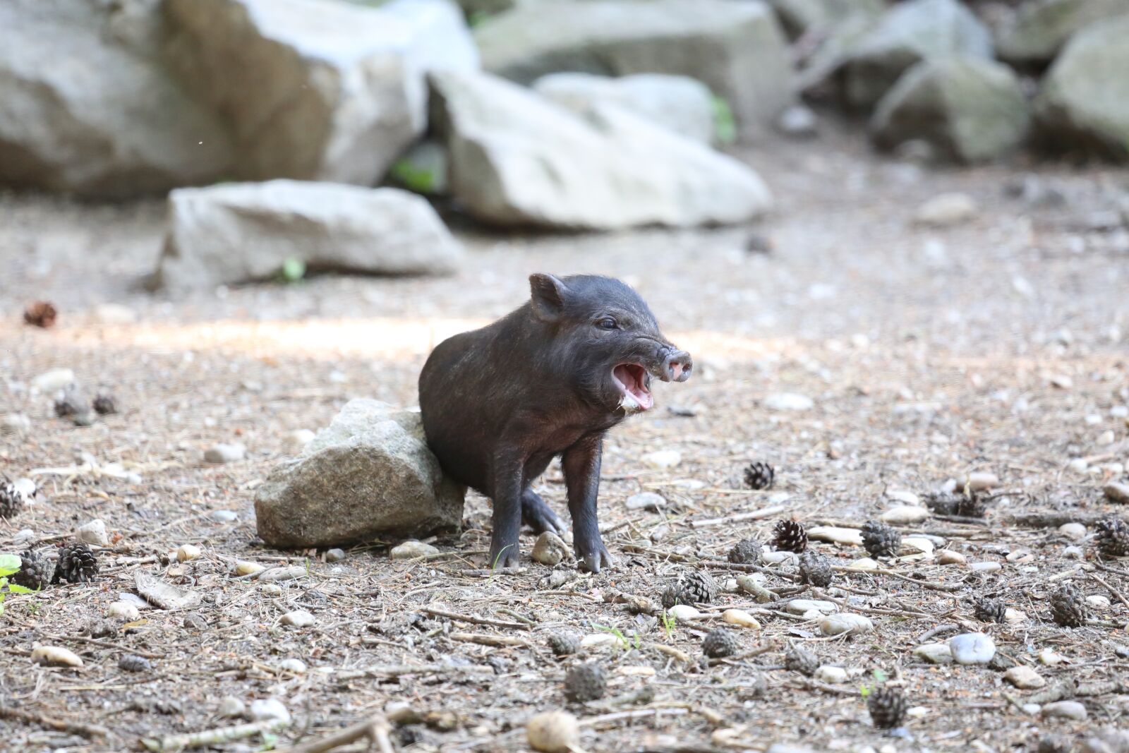 Canon EF 100-400mm F4.5-5.6L IS USM sample photo. Sow, pig, wild boars photography