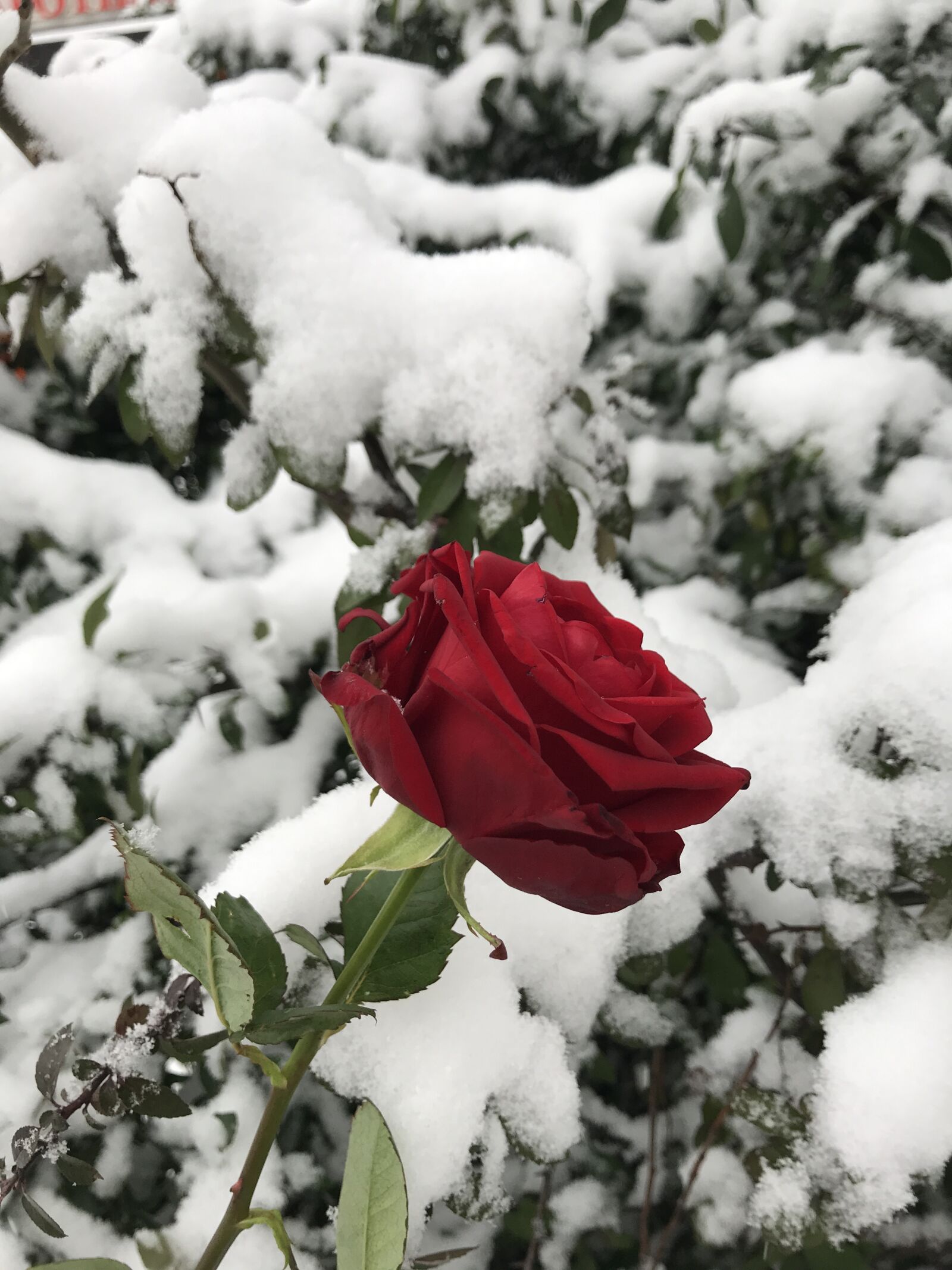 iPhone 7 back camera 3.99mm f/1.8 sample photo. Rose, winter, red photography