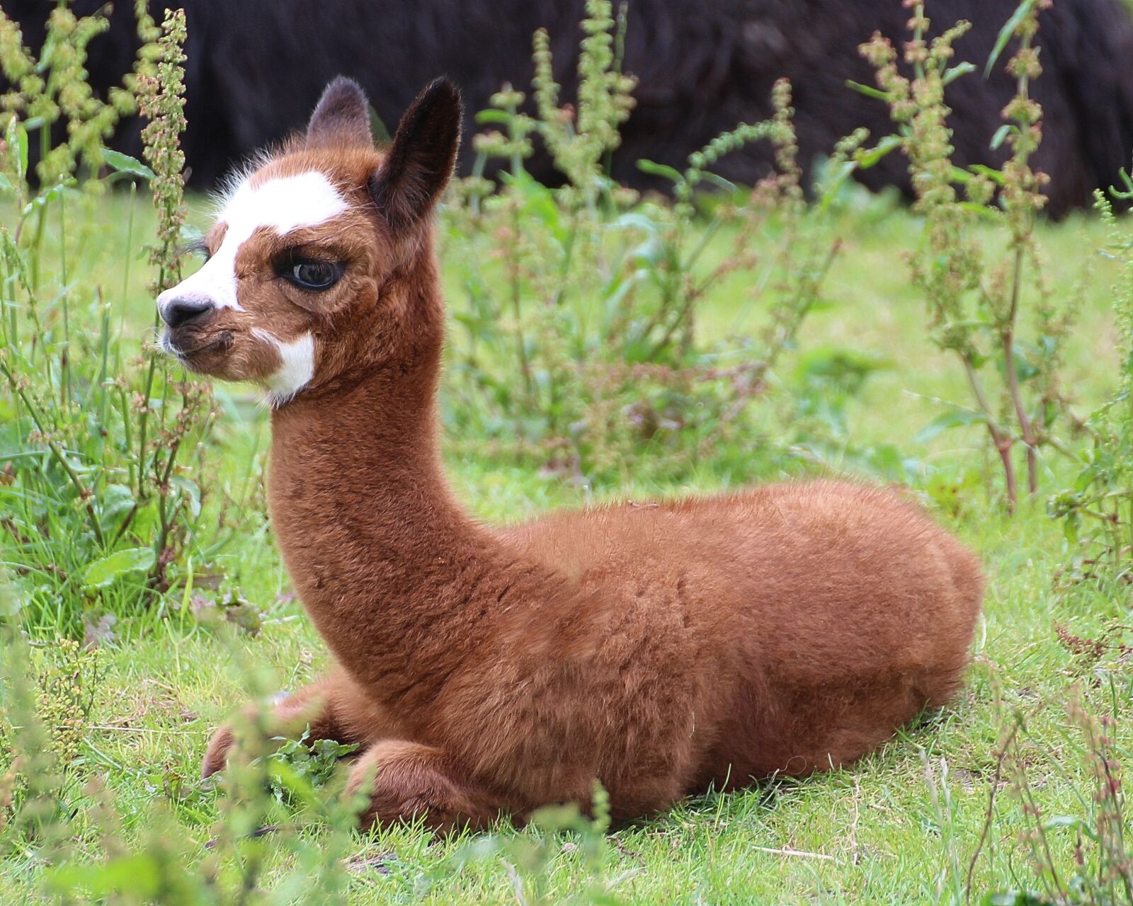 Canon EOS 600D (Rebel EOS T3i / EOS Kiss X5) sample photo. Alpaca, vicugna pacos, pako photography